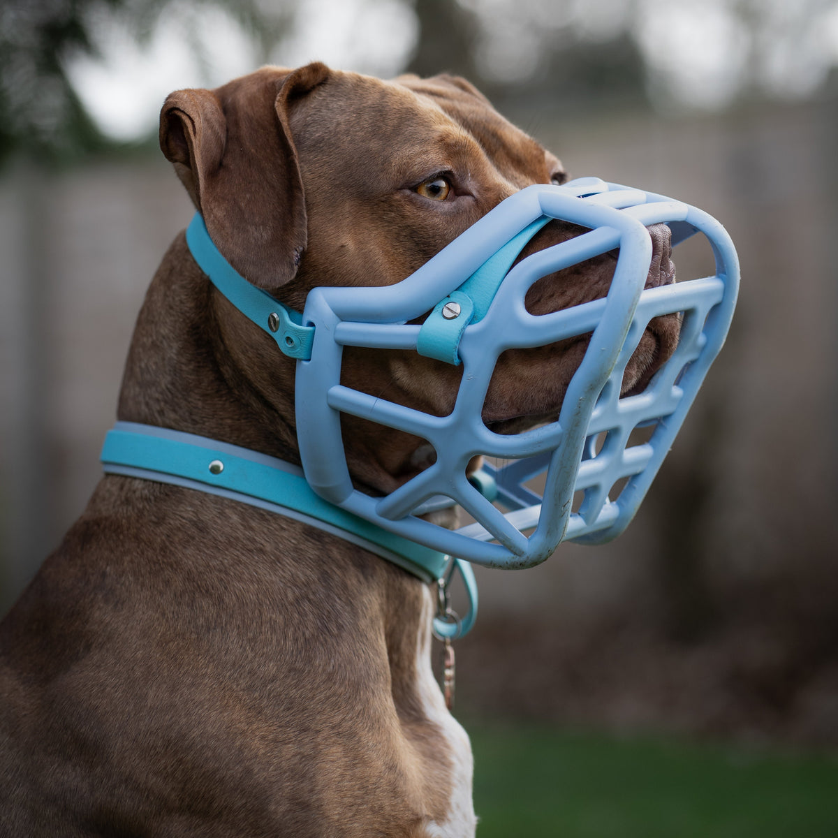 Cheap dog muzzles best sale