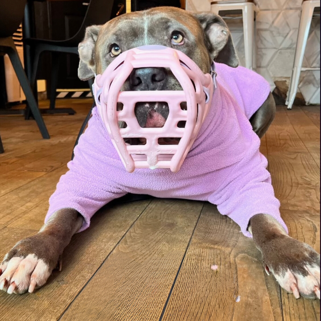 Pink muzzle on dog hotsell