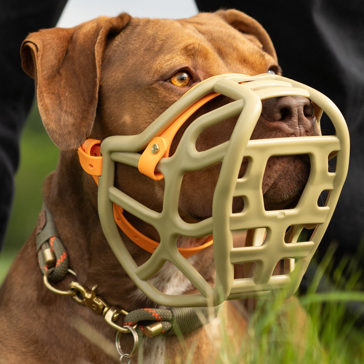 Size Harry 2.0 Dog Muzzle - Made to order muzzle with colour