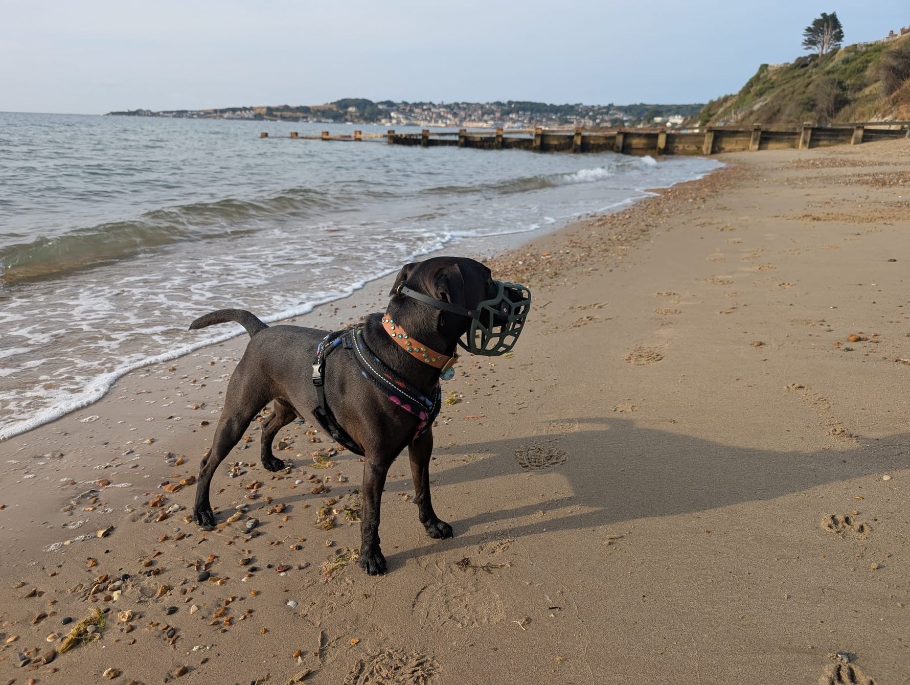 Muzzle Training Small Dogs: Special Considerations for Positive Muzzle Training