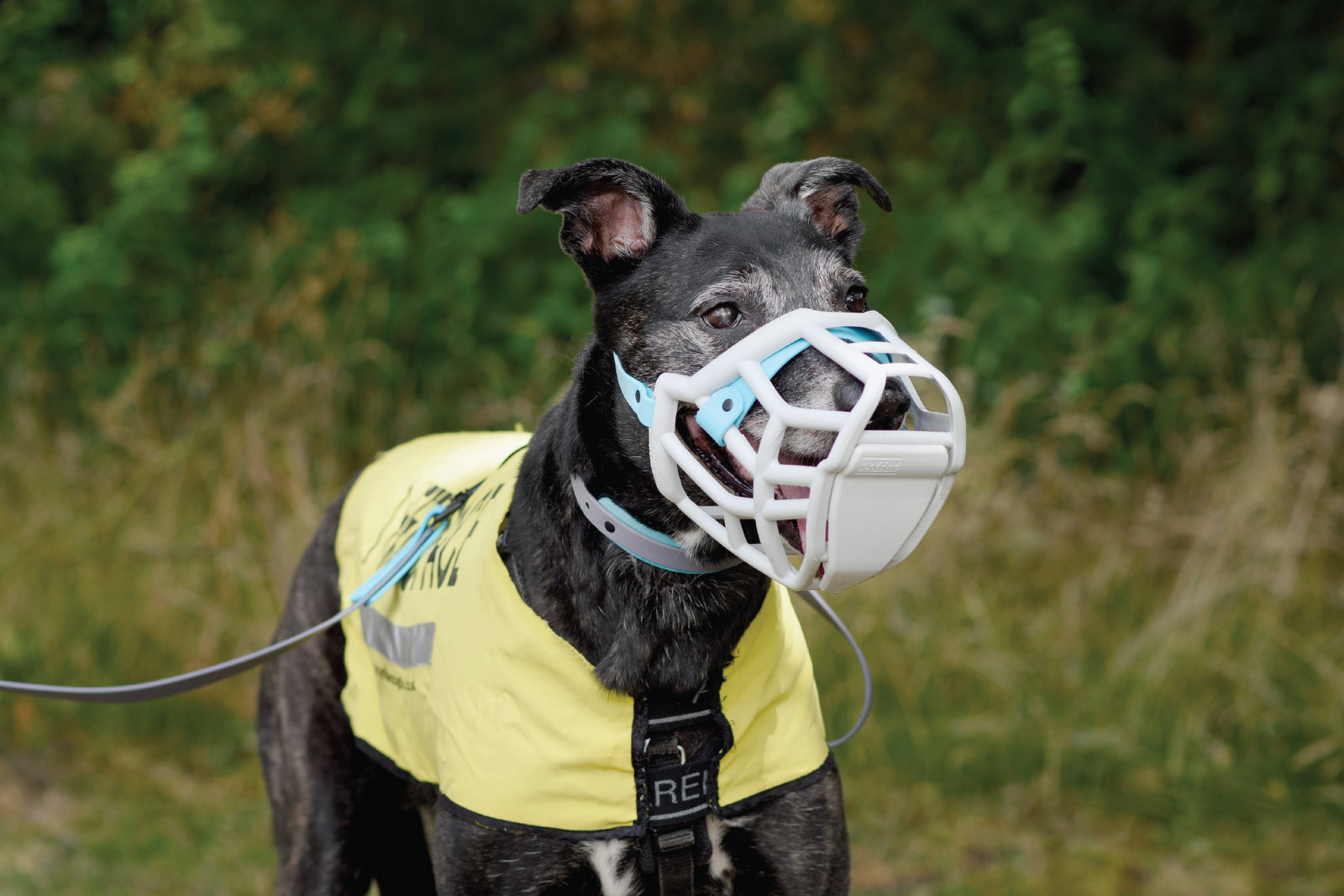 A Collaboration Rooted in Kindness: The Muzzle Movement x Canine Arthritis Management
