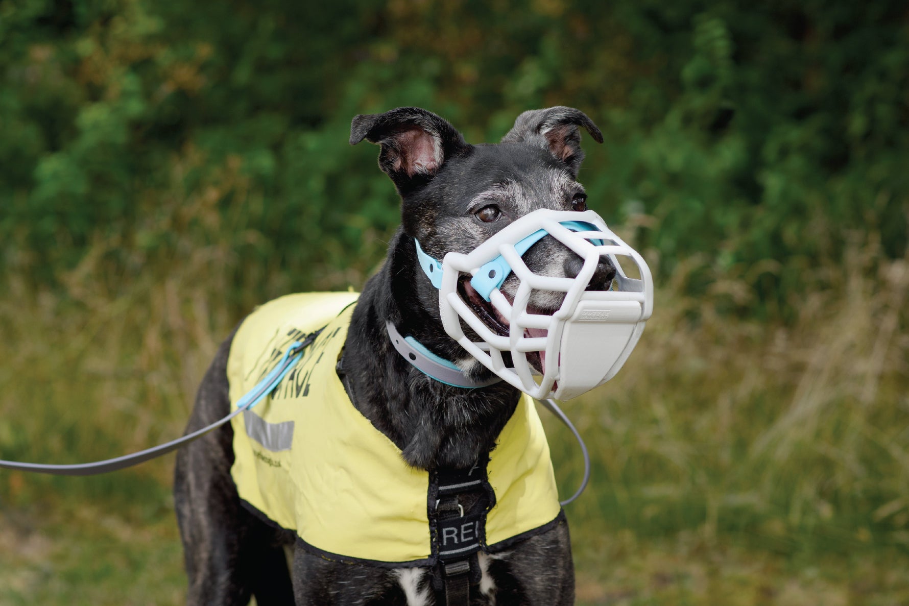 A Collaboration Rooted in Kindness: The Muzzle Movement x Canine Arthritis Management