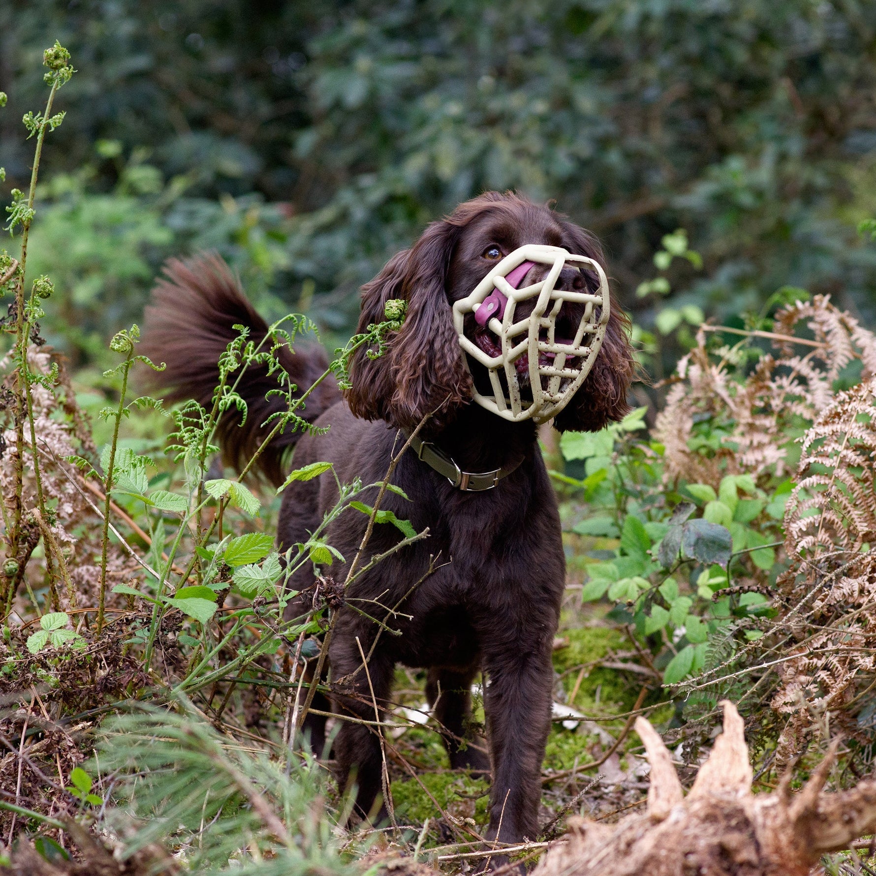 Autumn Dangers for dogs and how muzzle training can help!