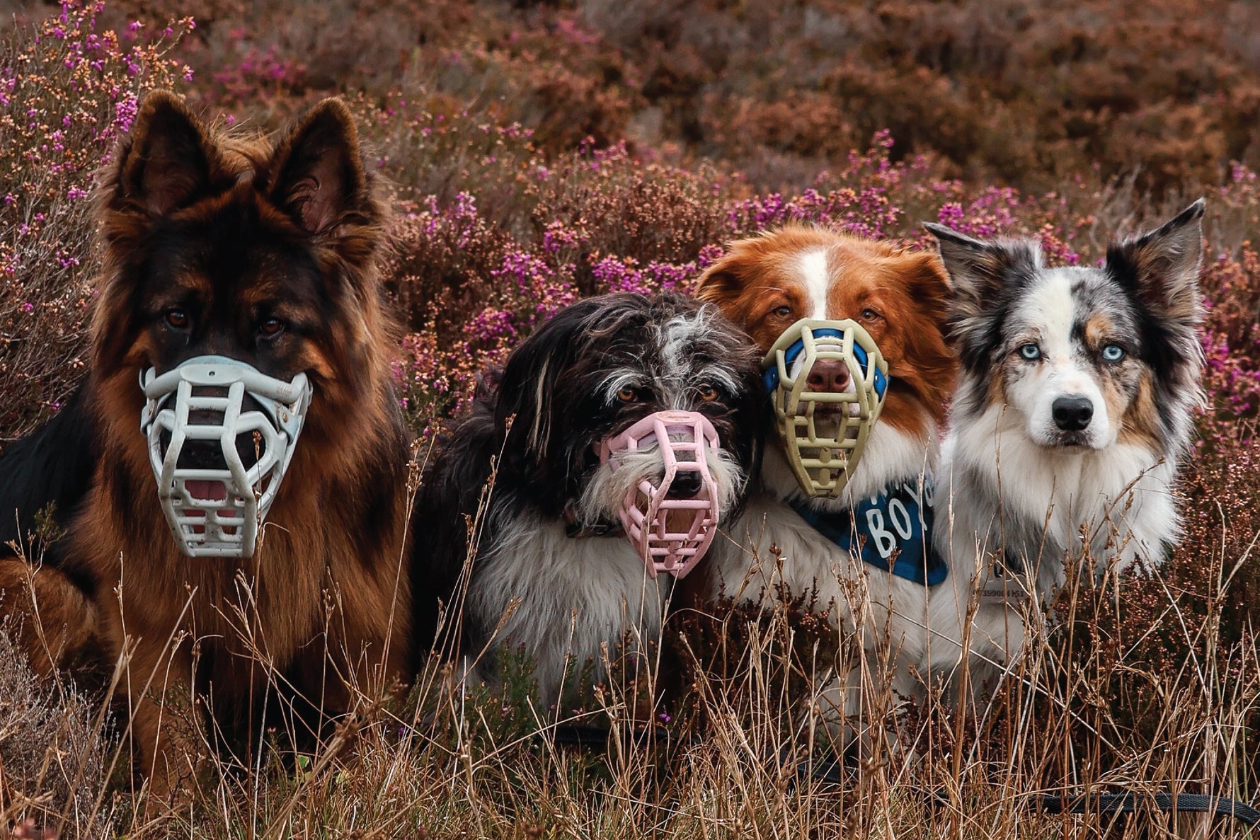 Dogs wearing Dog Muzzles on a walk