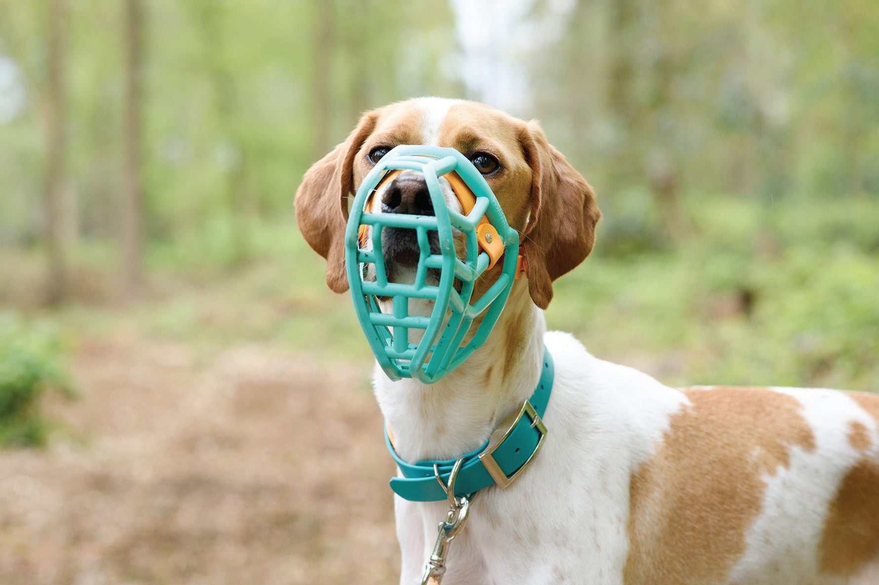 Measuring for a collar