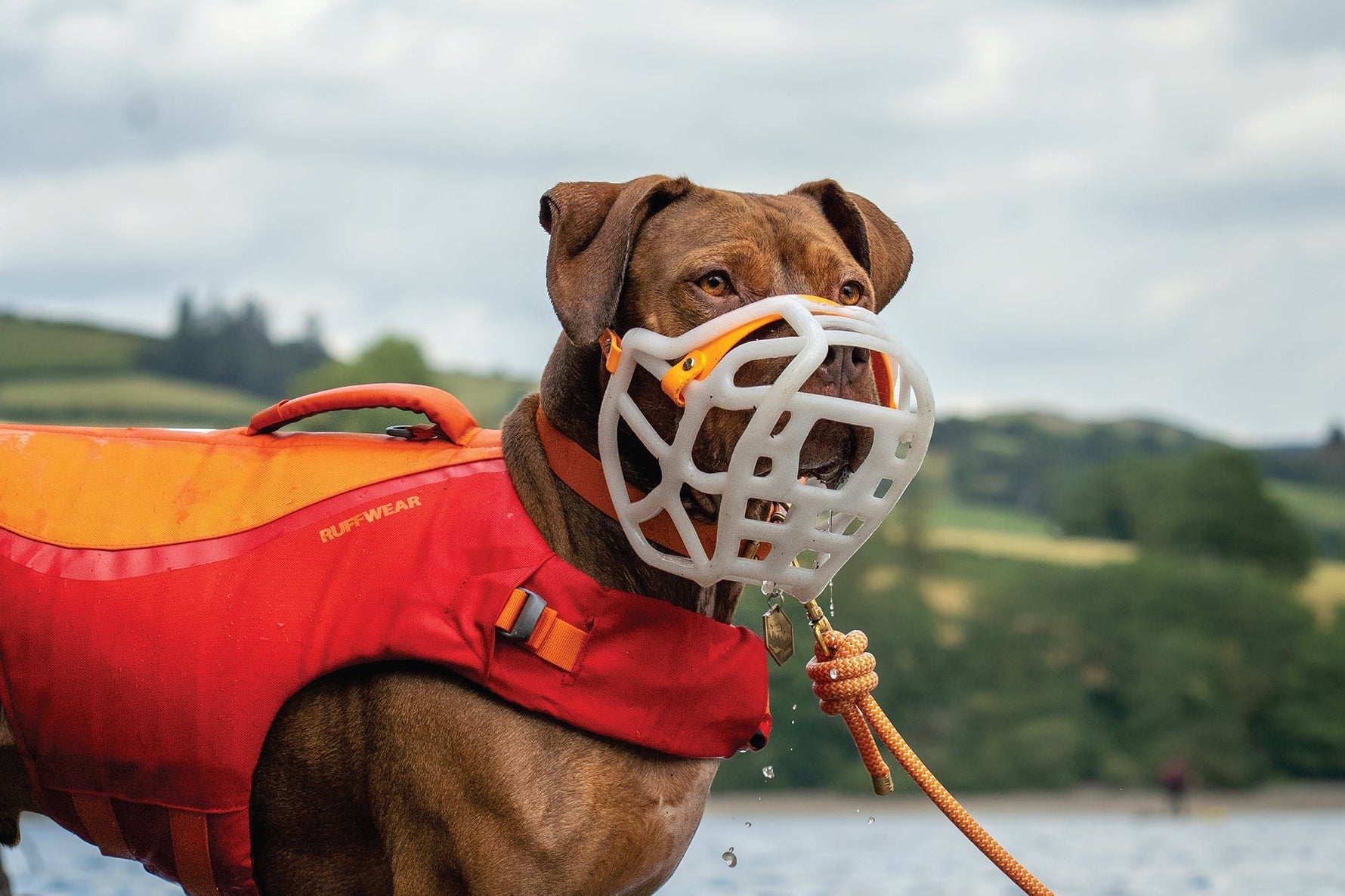 Dog Muzzle Legislation around the World