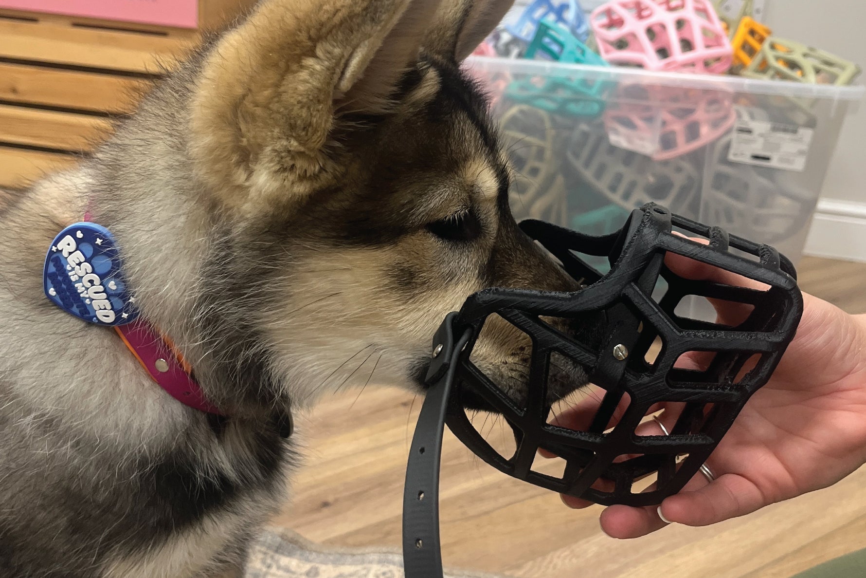 Muzzle Training Troubleshooting