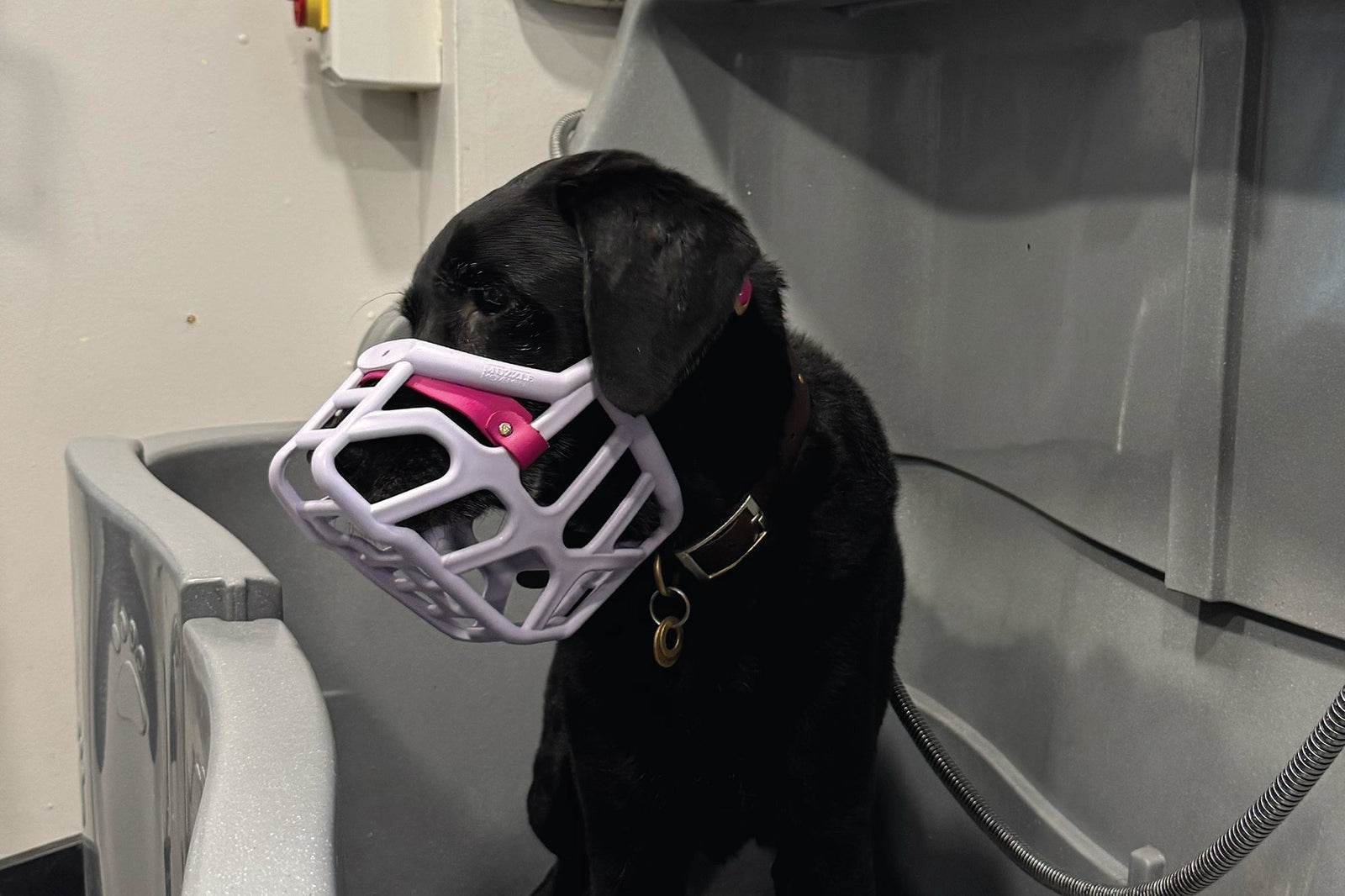 Approved by the Holistic Grooming Academy: The Muzzle Movement Muzzles