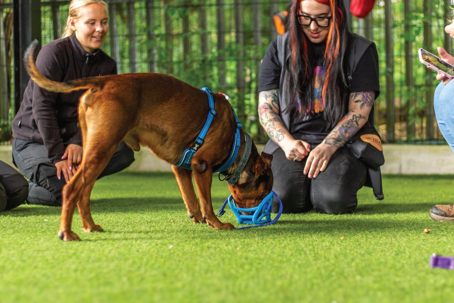 Hands Free Muzzle Training