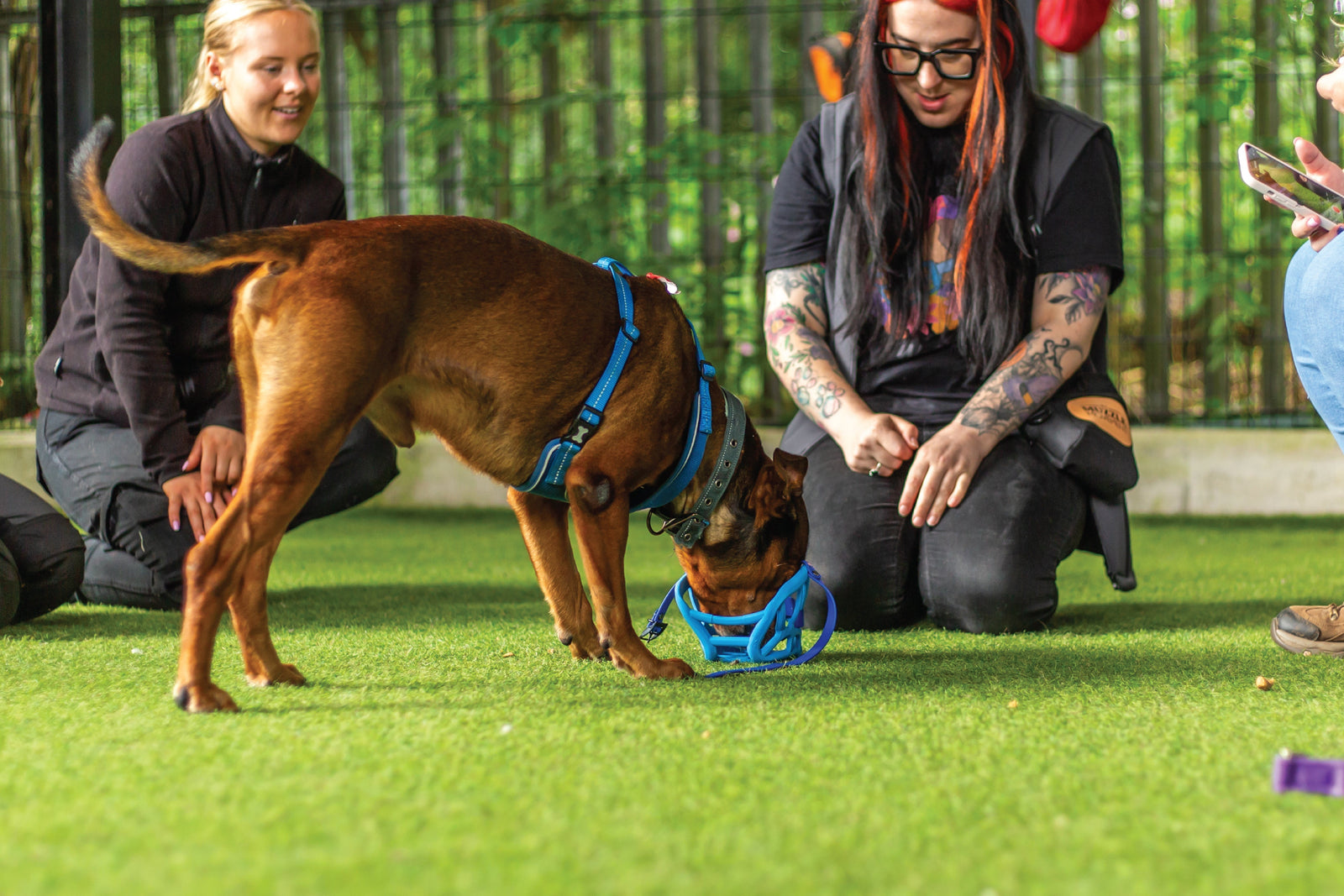 Hands Free Muzzle Training
