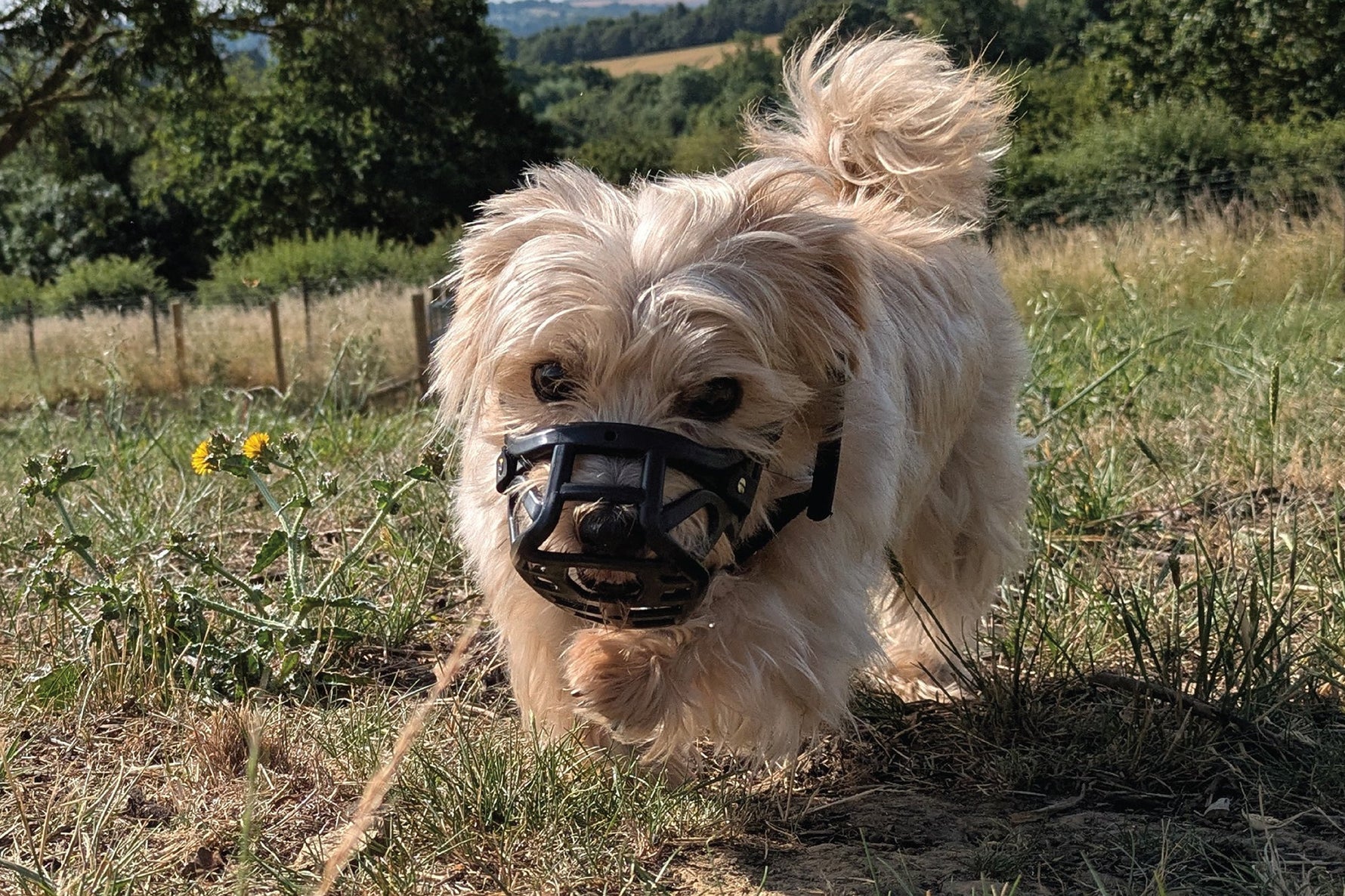 How The Muzzle Movement muzzles are made?