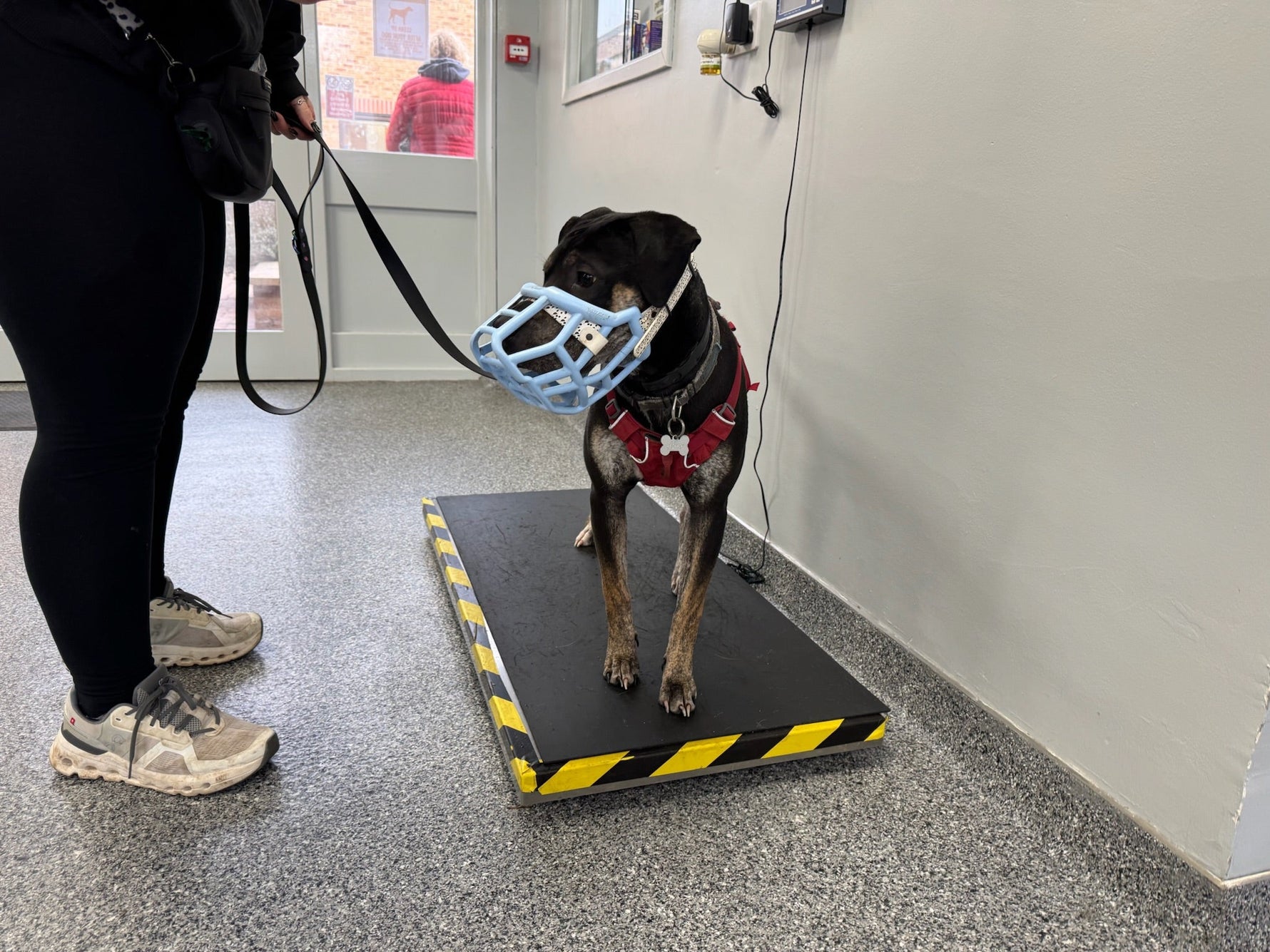 Why Muzzle Training Is a Valuable Life Skill for Veterinary Care