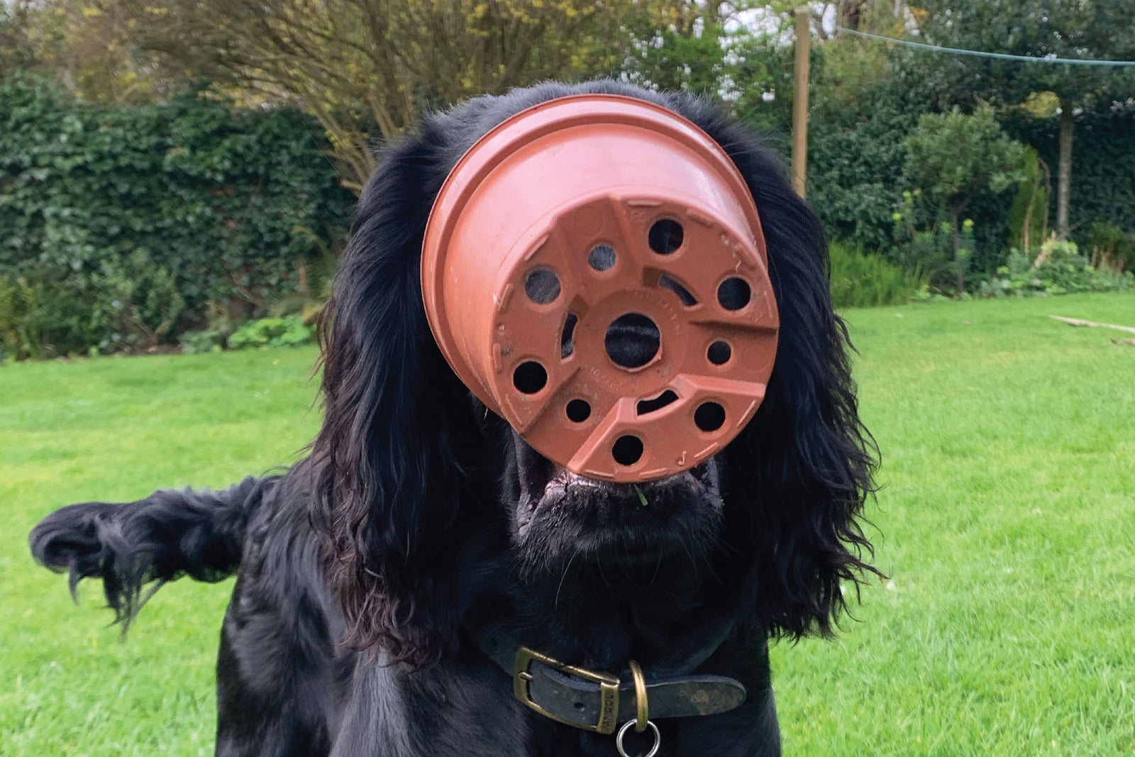 Introducing Measuring Tools to Your Dog: A Gentle Guide to Muzzle Fitting