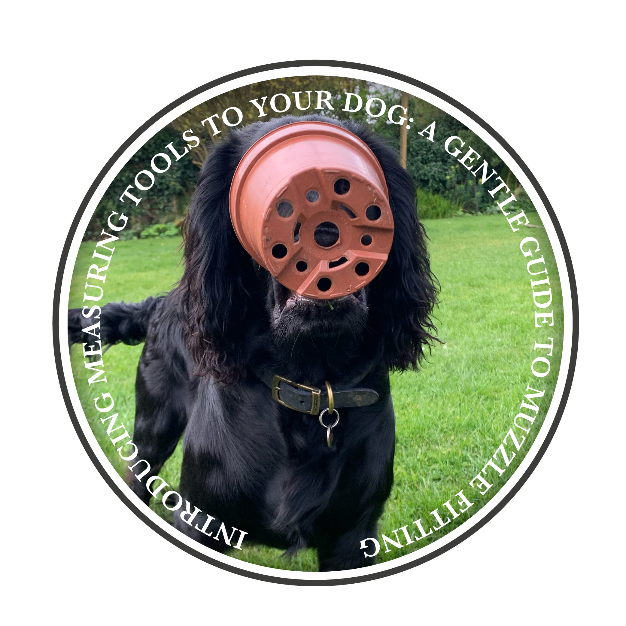 Présentation des outils de mesure à votre chien : un guide pratique pour l'ajustement de la muselière