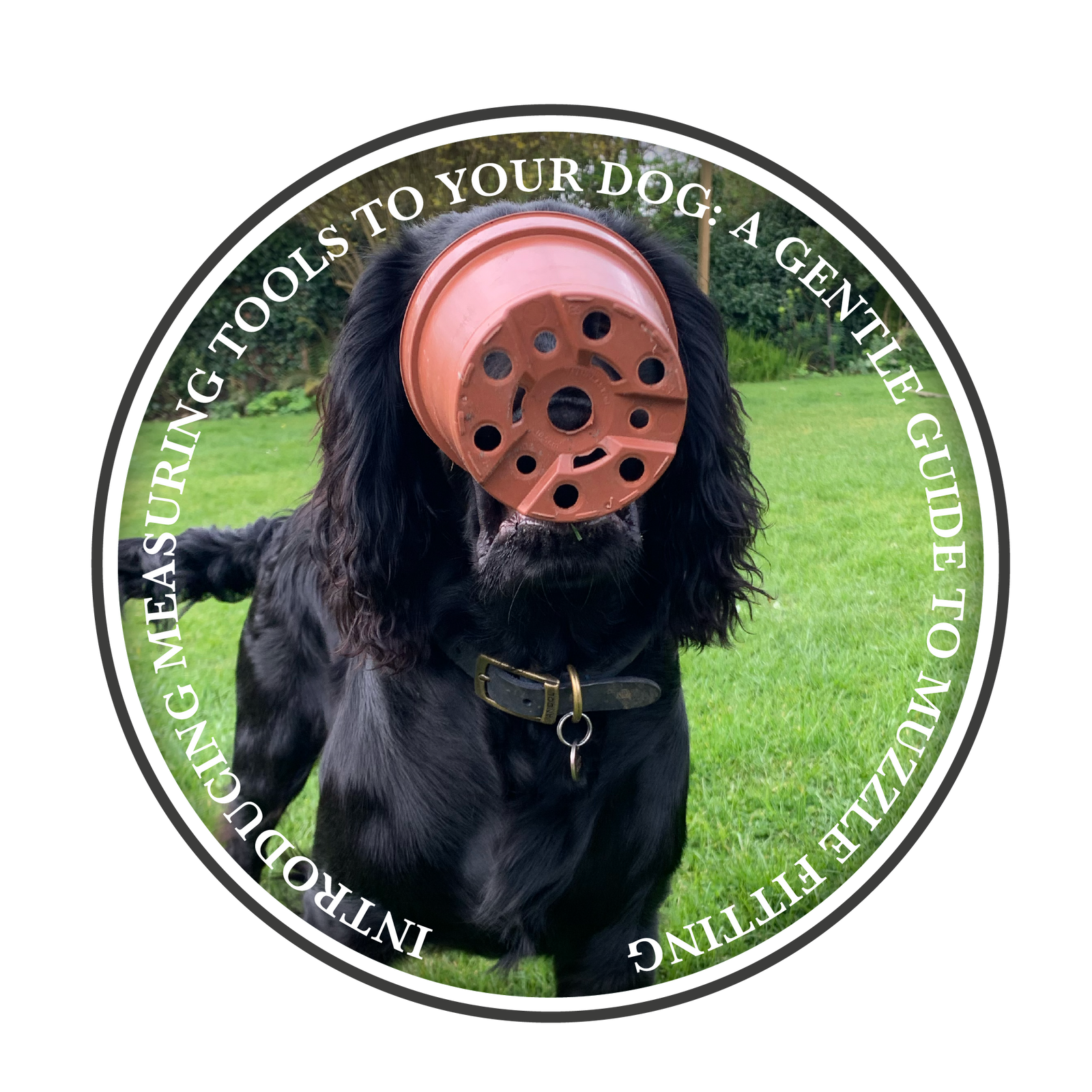 Introducing Measuring Tools to Your Dog: A Gentle Guide to Muzzle Fitting