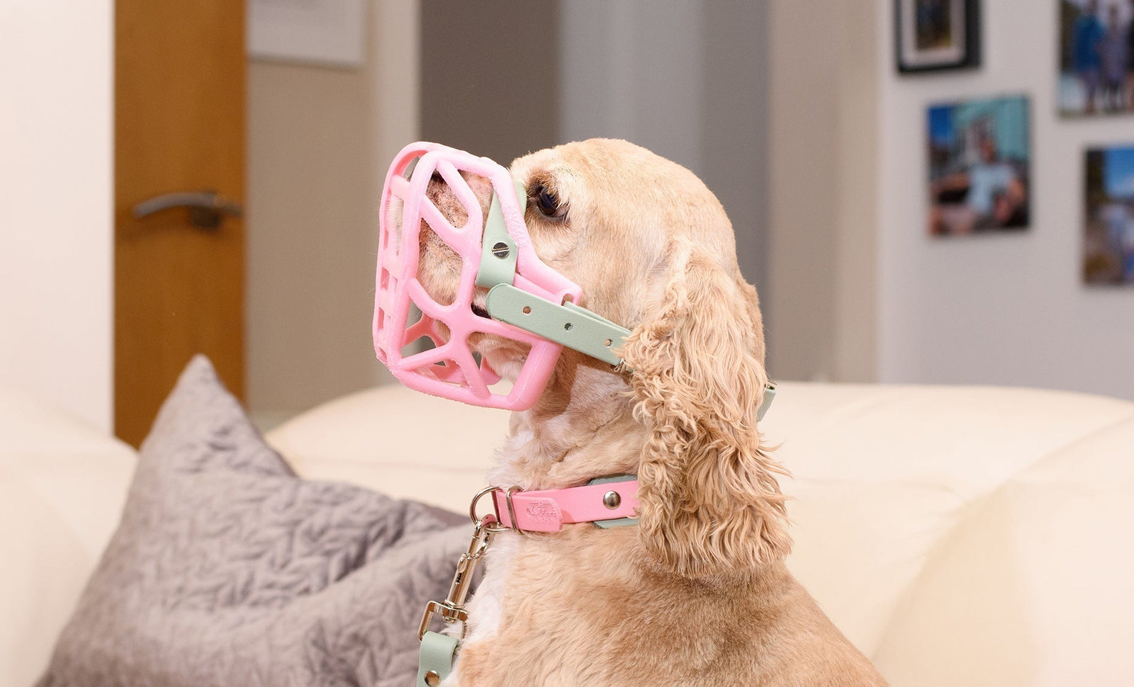 🐾 Why Small Dogs Need Dog Muzzles Too