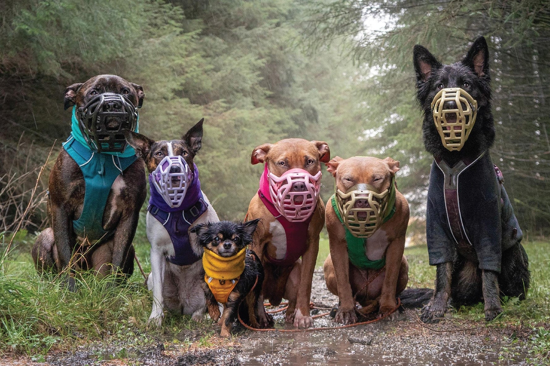 The Muzzle Evolution