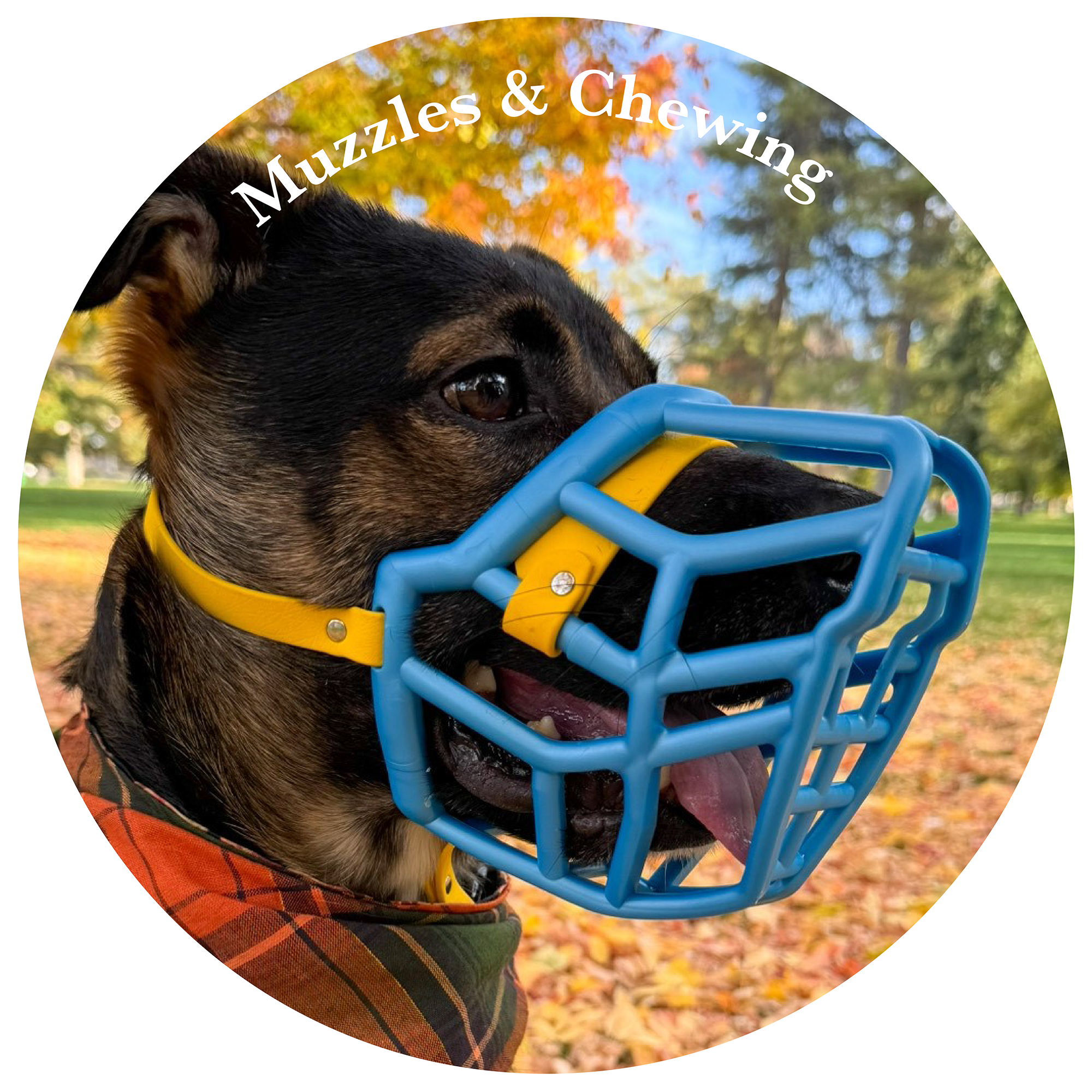 Why we shouldn t be using muzzles to prevent our dogs from chewing The Muzzle Movement