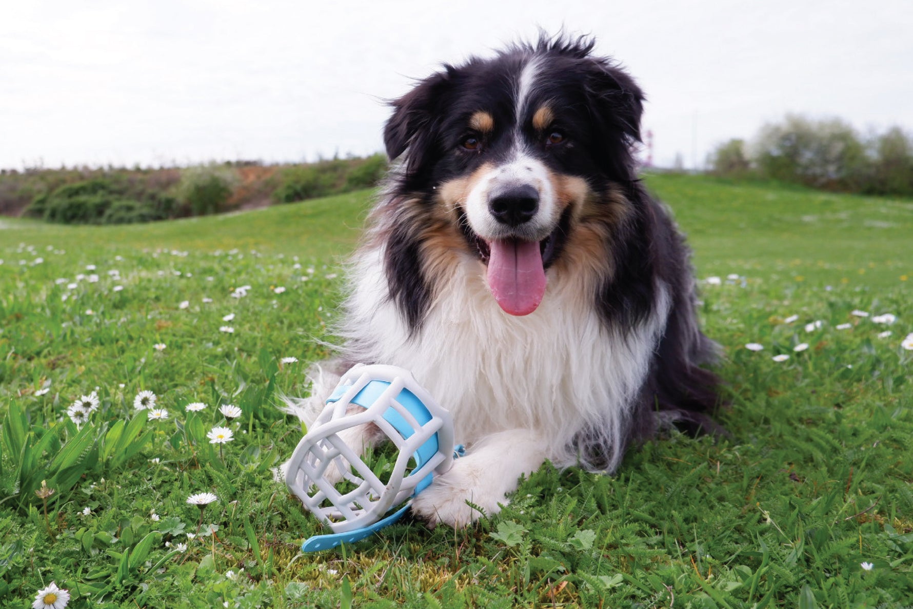 Why we shouldn't be using muzzles to prevent our dogs from chewing