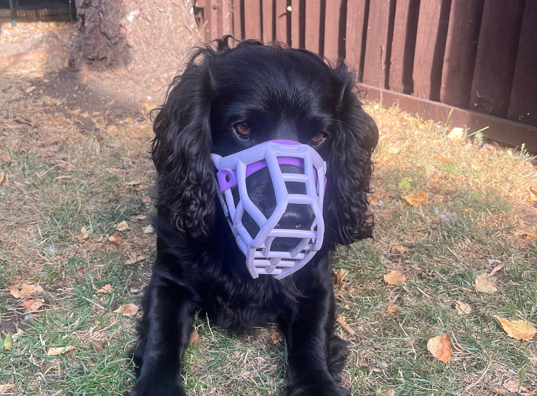Why Dogs Wear Muzzles: Common Reasons for Using Dog Muzzles Safely