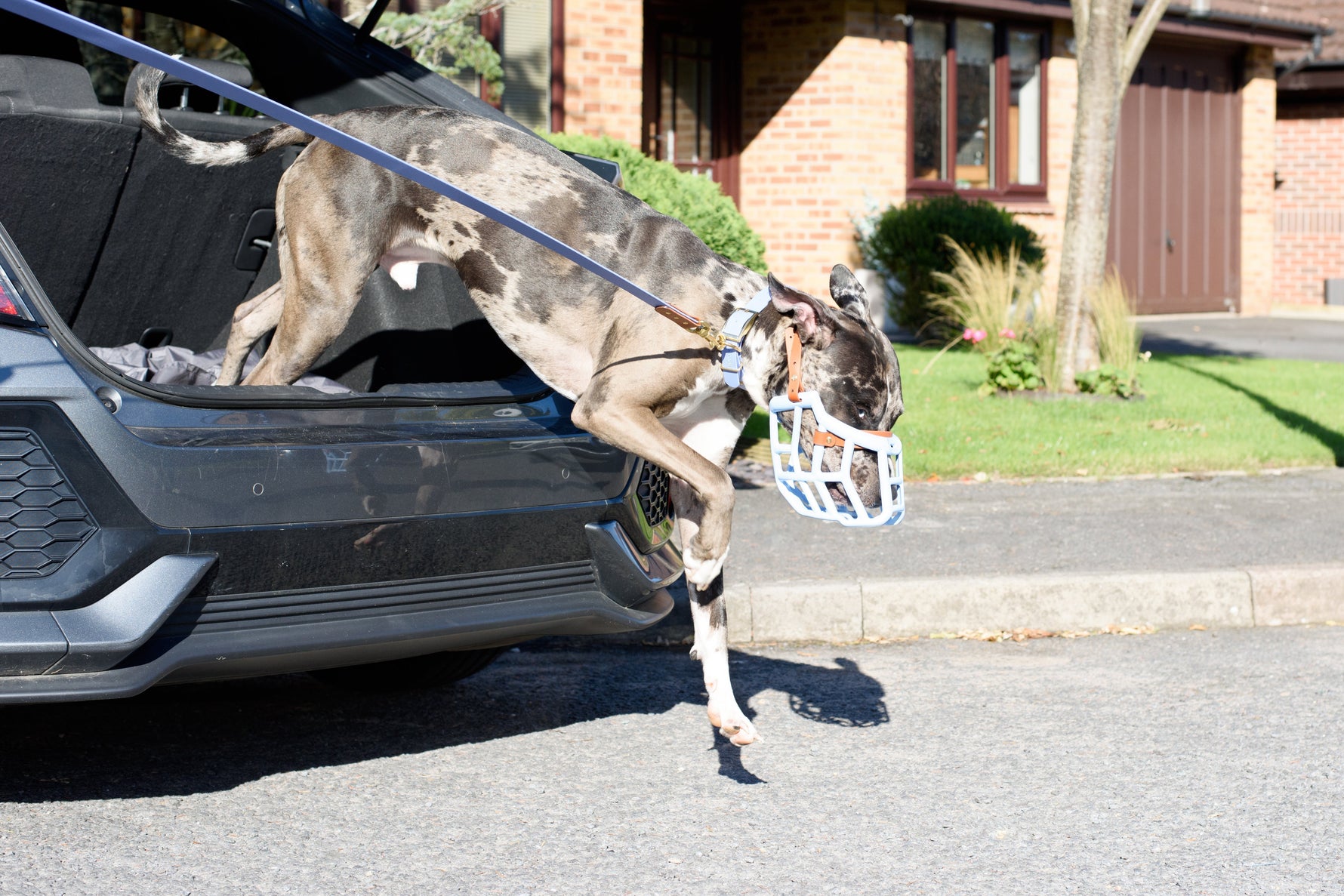 Keeping your dog safe at Christmas