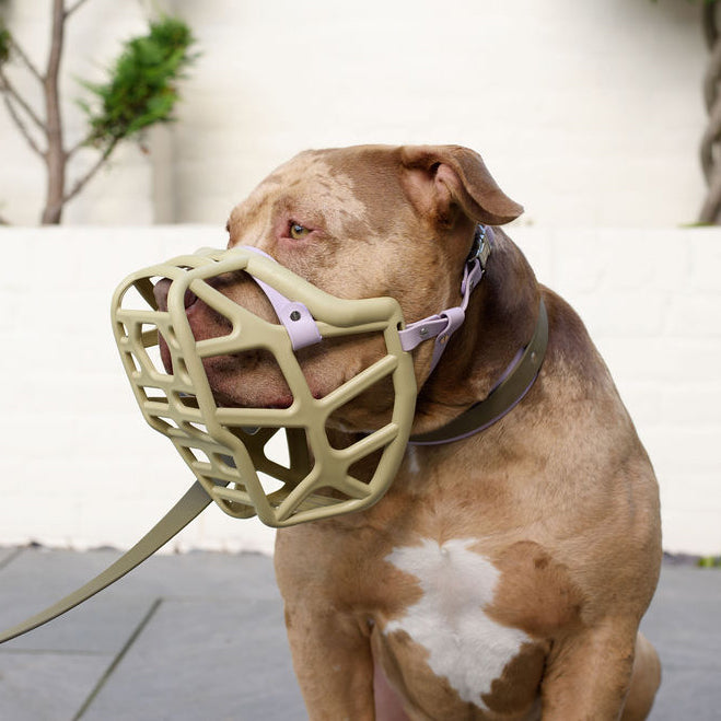 XL Bully Ban – 1 year on