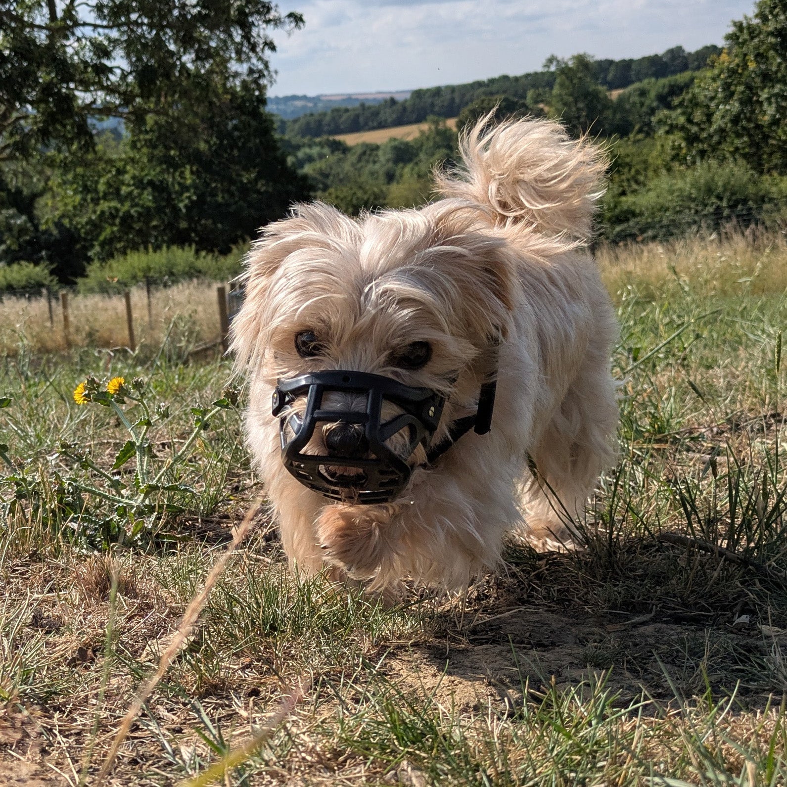 Small Dogs, Big Myths: Rethinking Behaviour, Bite Risk and Muzzle Training