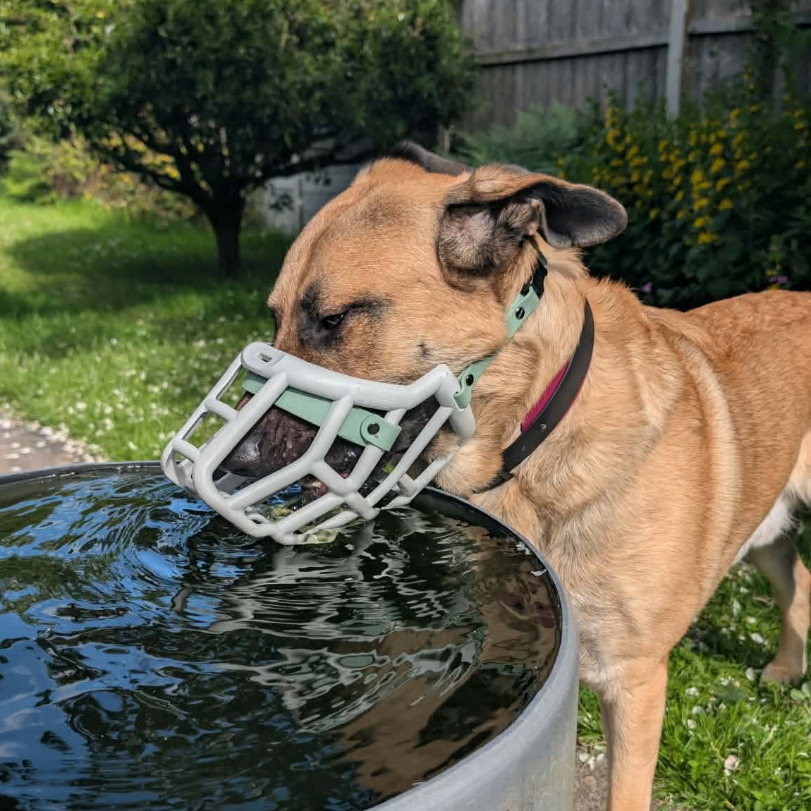 Can Dogs Drink Water With a Muzzle On?