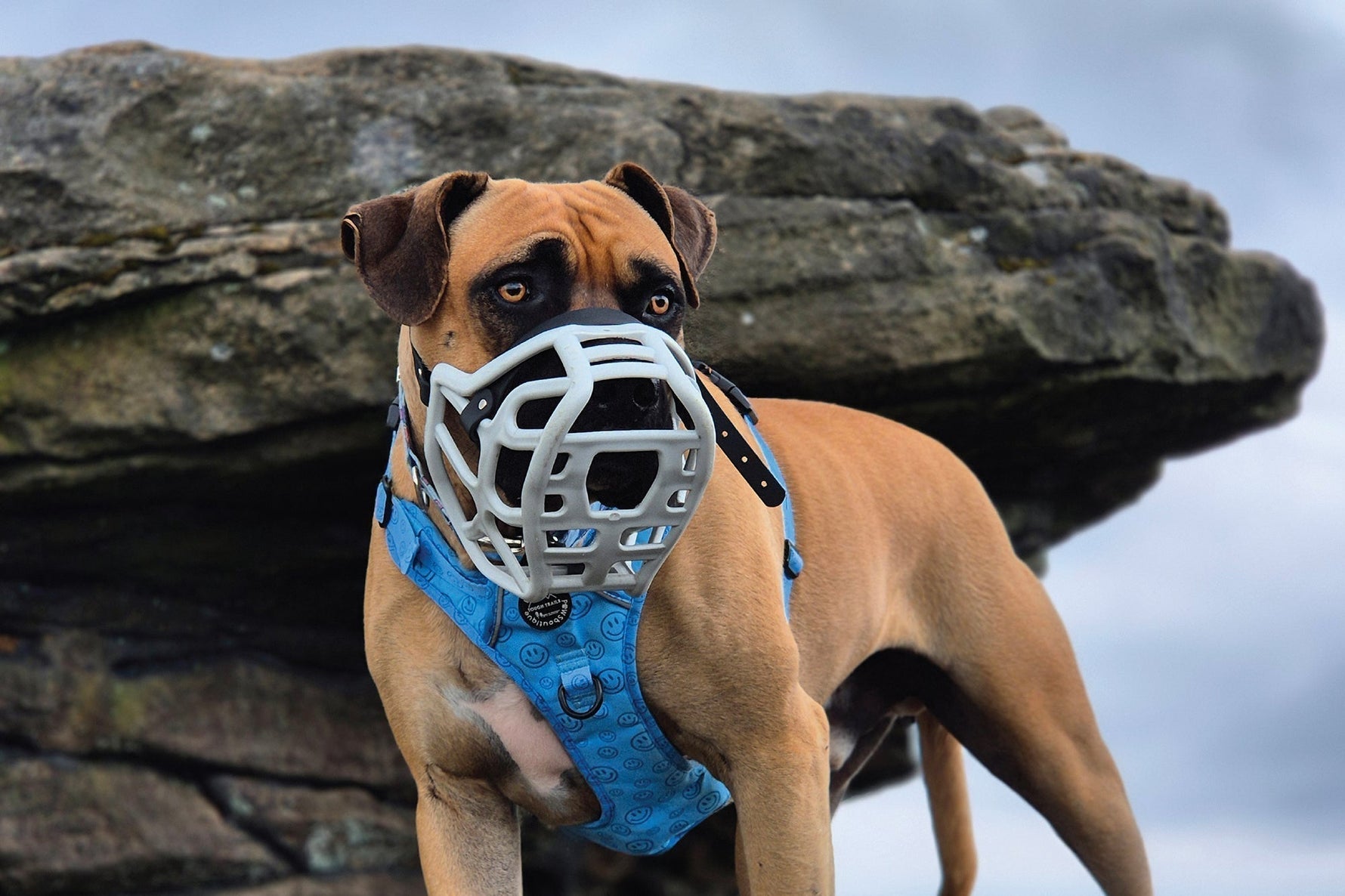 The Muzzle Movement Trade Website is Now Live – Apply to Become a Stockist!