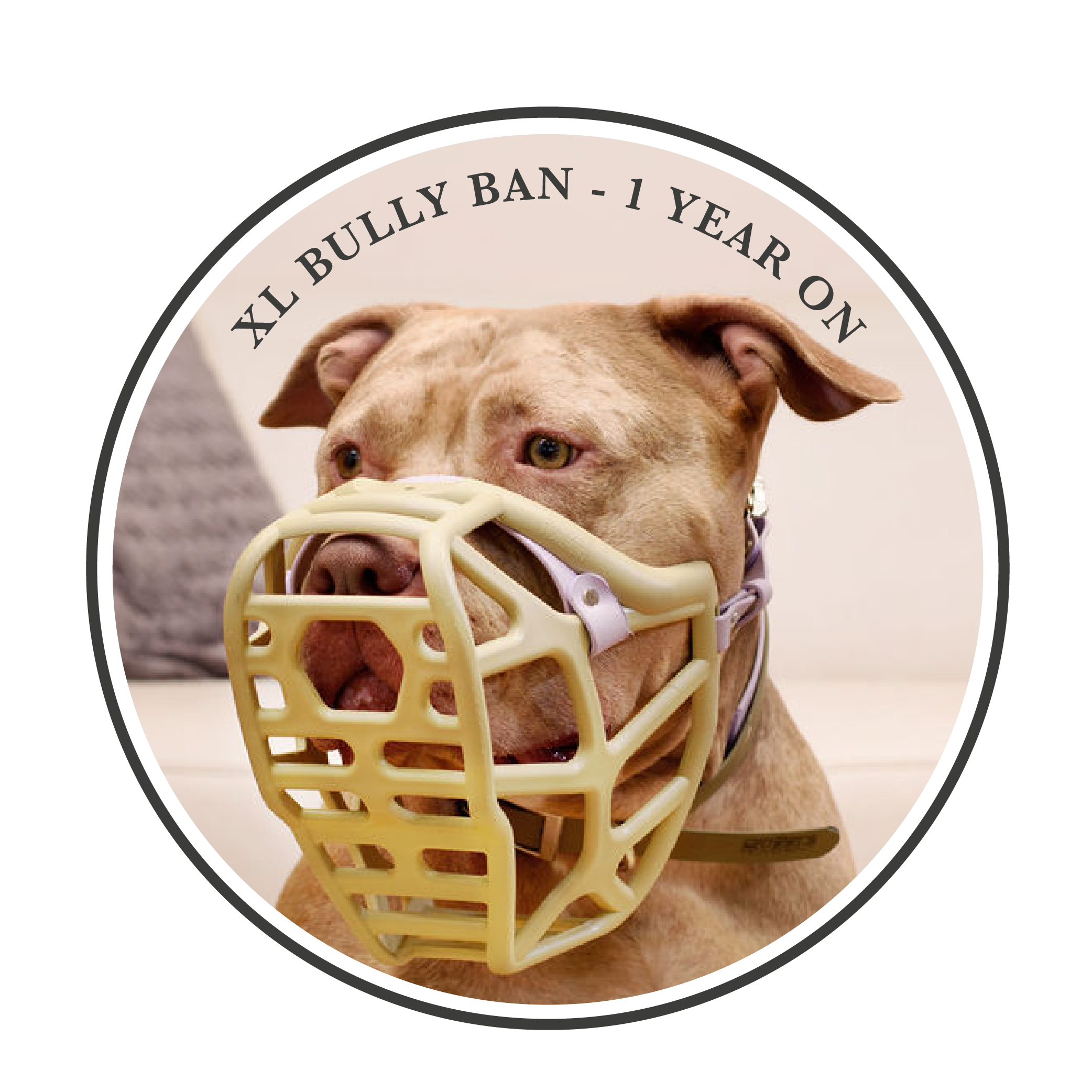 XL Bully Ban – 1 year on