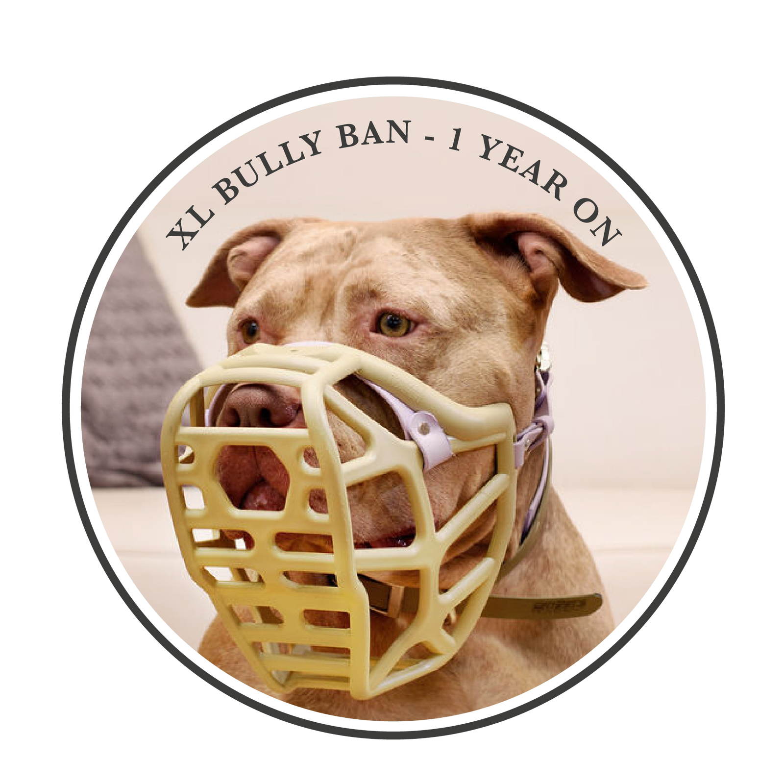 XL Bully Ban – 1 year on