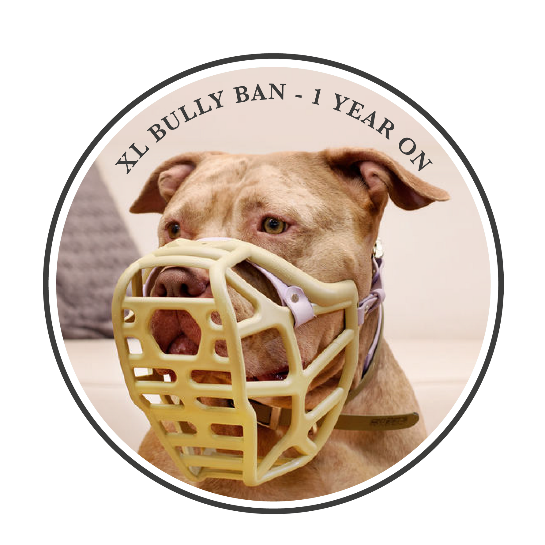 XL Bully Ban – 1 year on