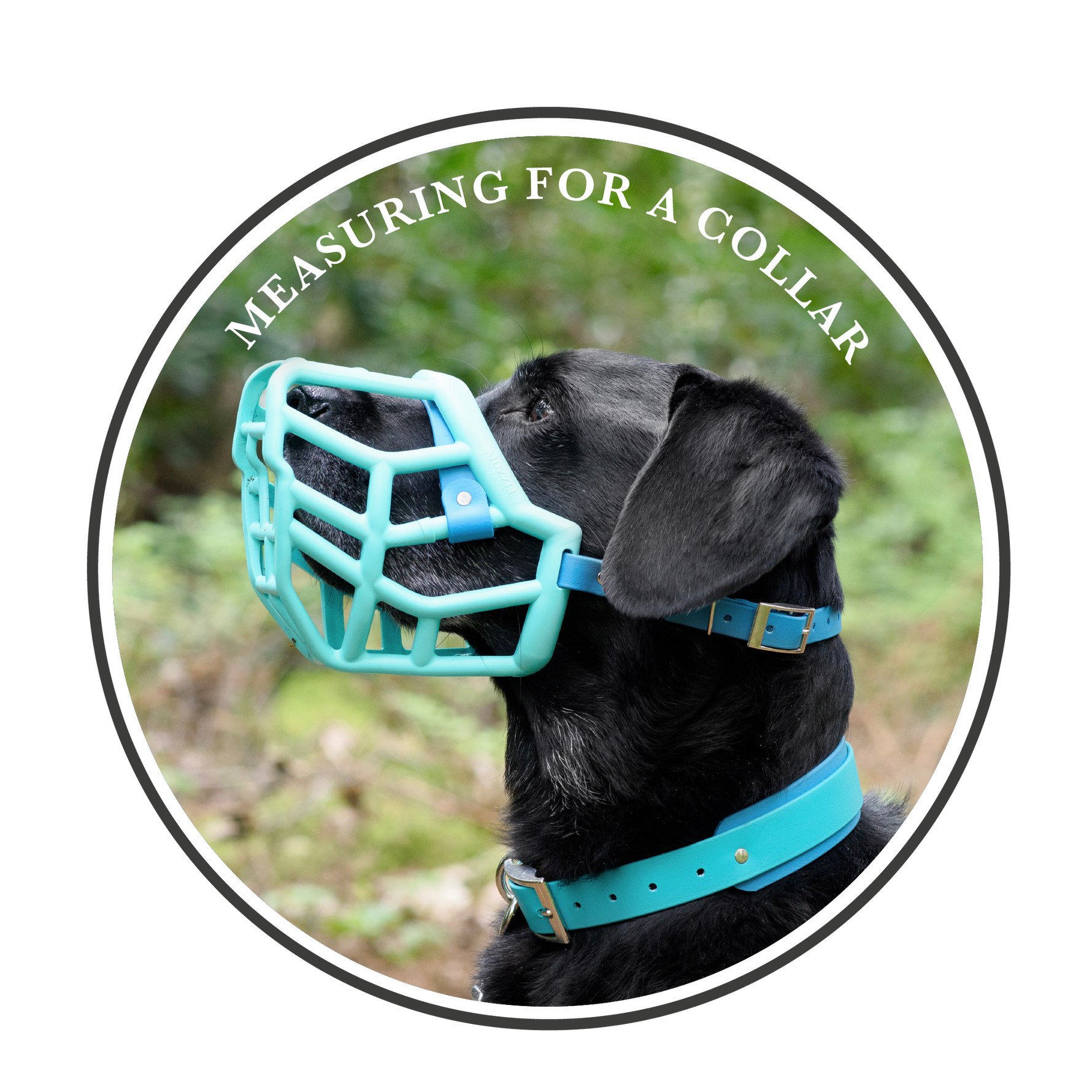 Measuring for a collar