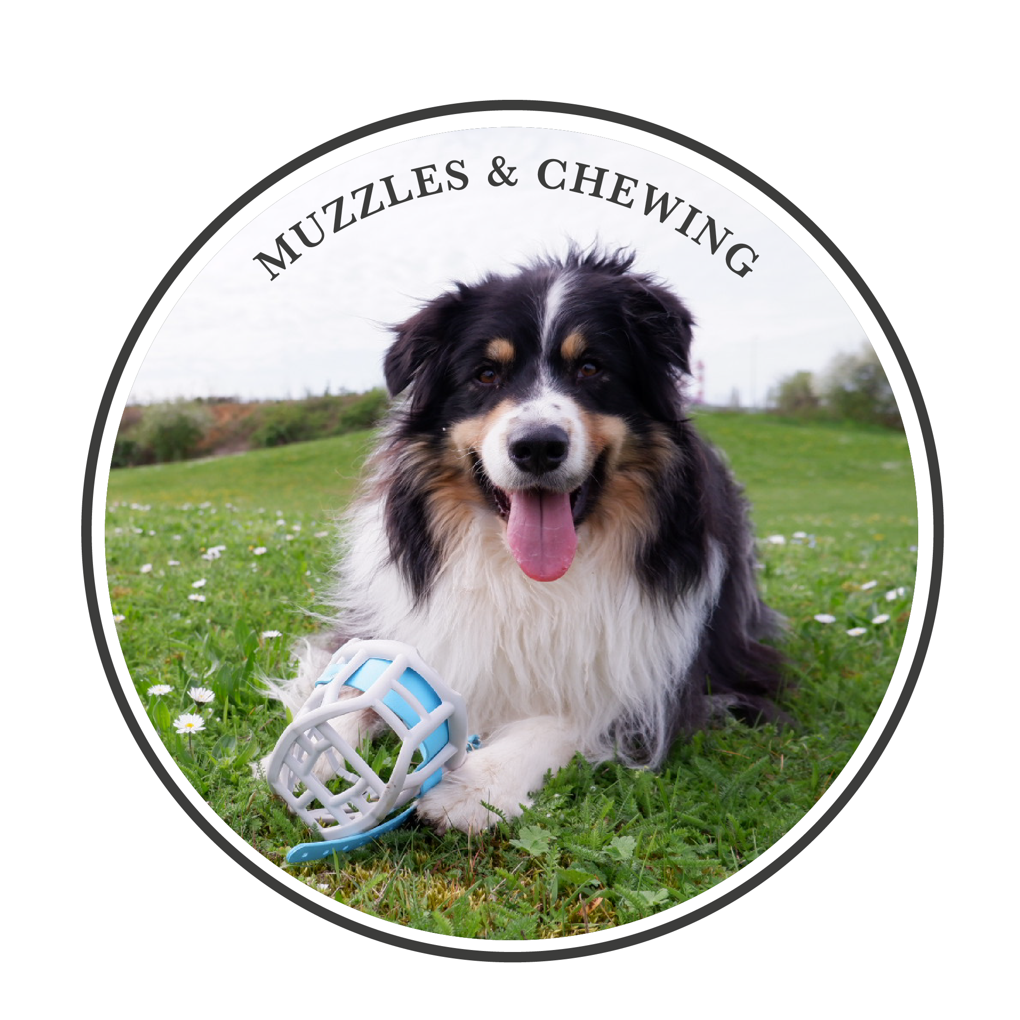 Why we shouldn't be using muzzles to prevent our dogs from chewing