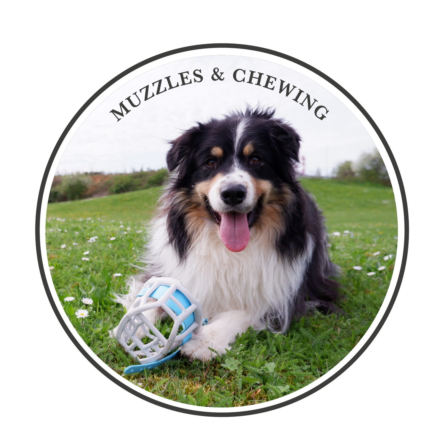 Why we shouldn't be using muzzles to prevent our dogs from chewing