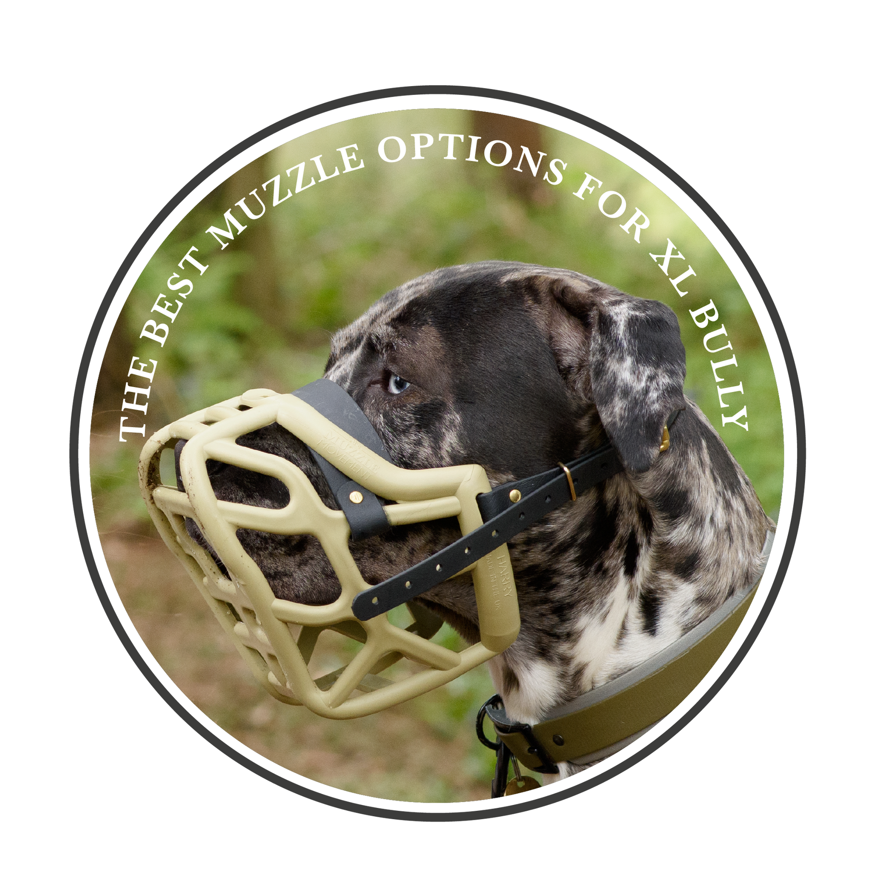 The Best Muzzle Options for XL Bully Breeds: A Comprehensive Guide