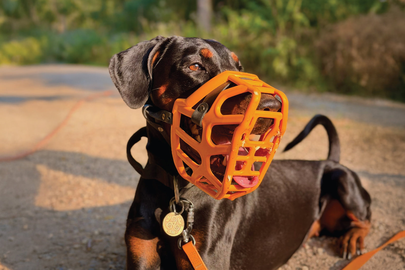 Dog Muzzle Fit Trouble Shooting 