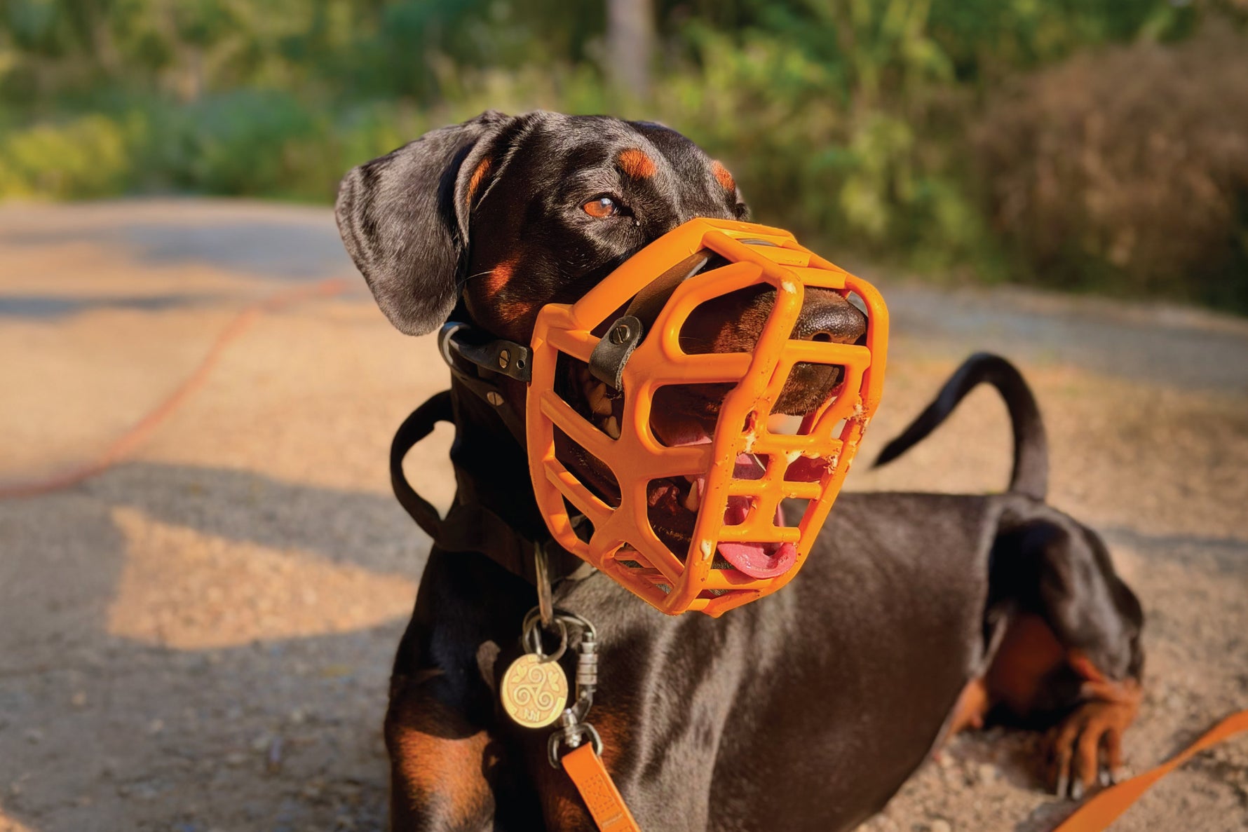 Dog Muzzle Fit Trouble Shooting 
