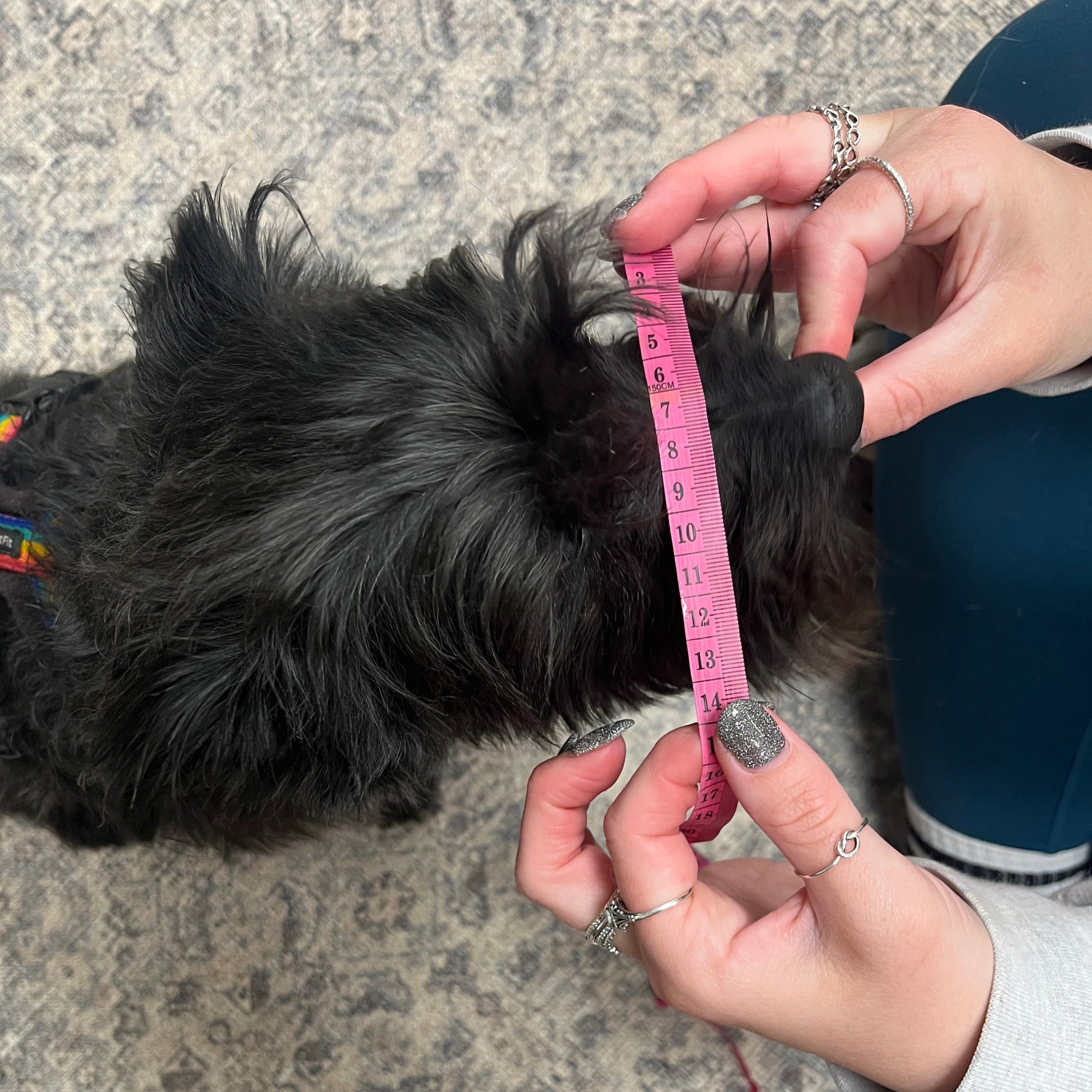 Measuring Small Dogs for a Muzzle | Tiny Faces, Fluffy Coats & Gentle Fitting Tips