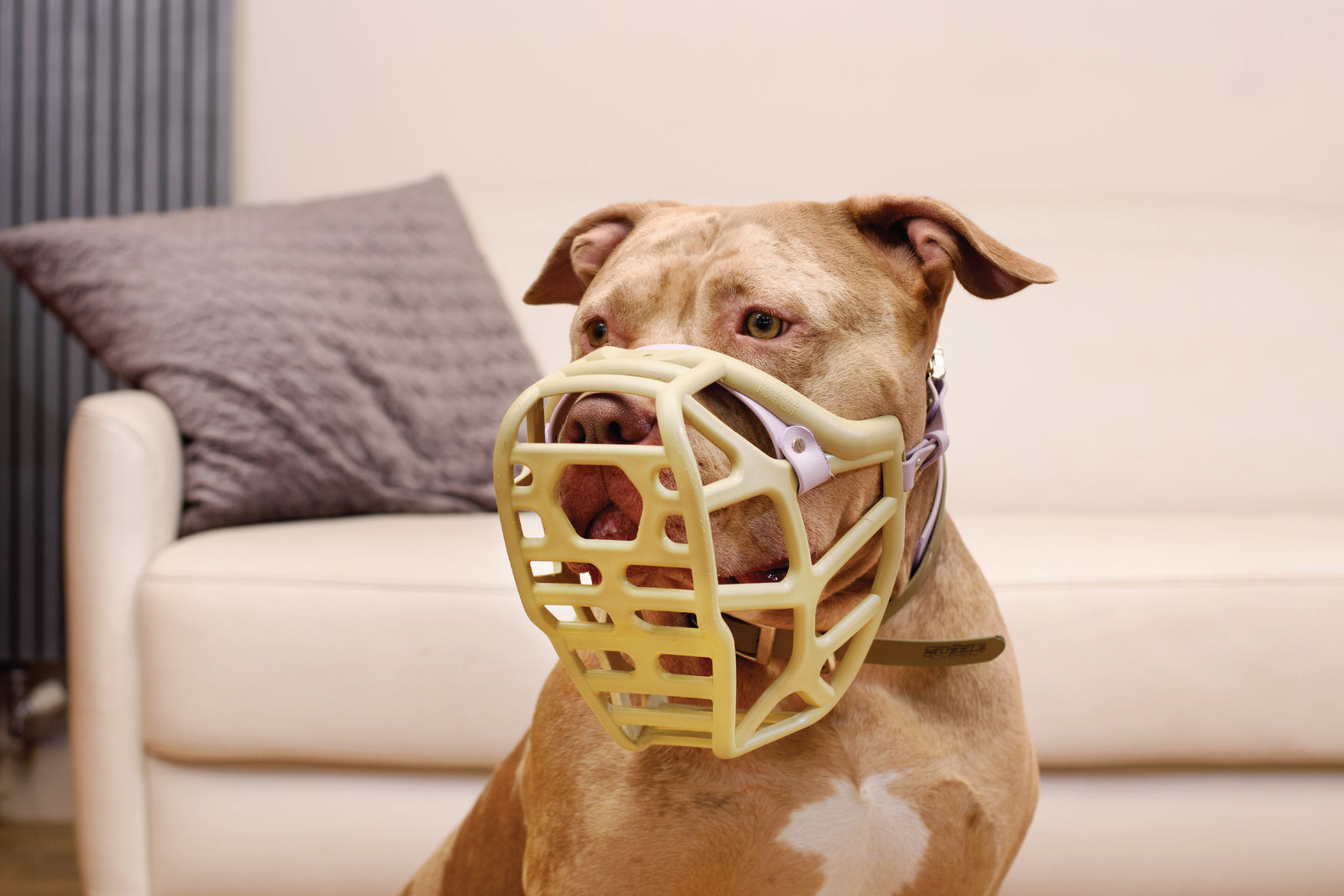 The Best Muzzle Options for XL Bully Breeds: A Comprehensive Guide
