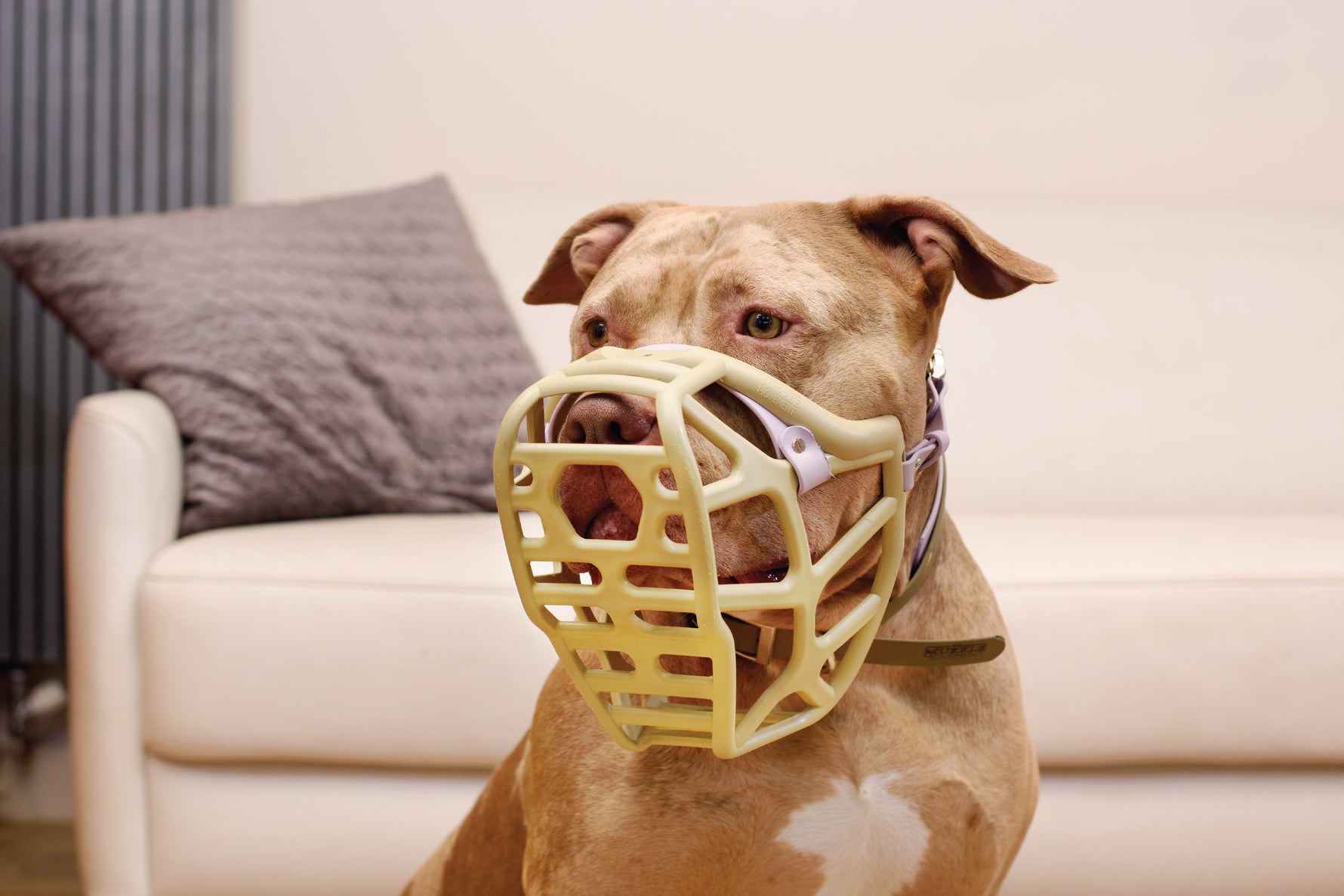 The Best Muzzle Options for XL Bully Breeds: A Comprehensive Guide