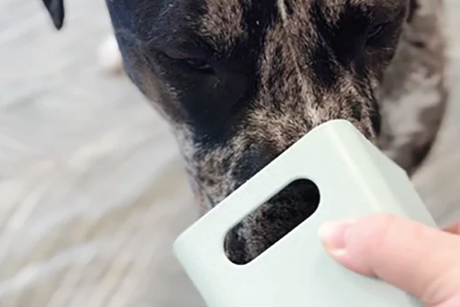 Target Training – a top trick for before, during and after muzzle training!