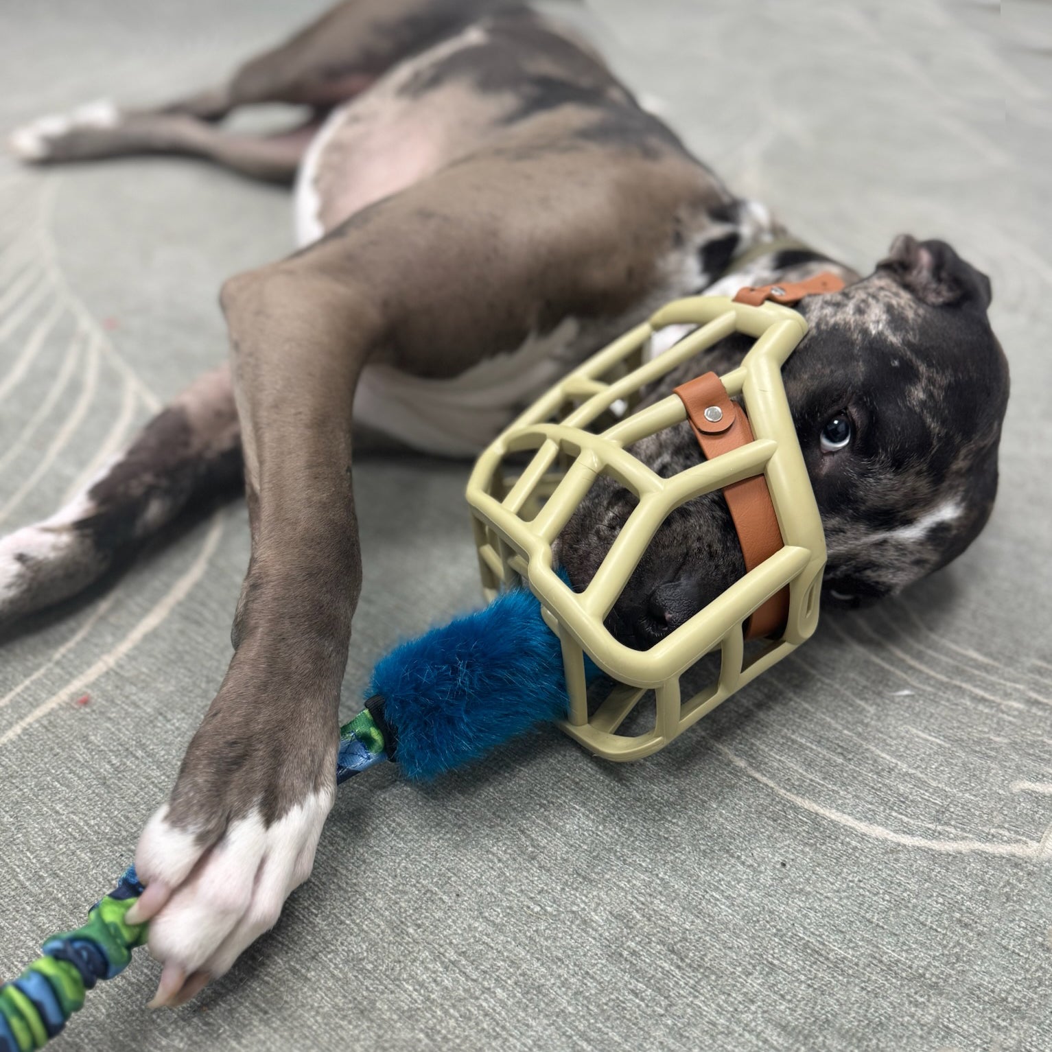 Muzzle Friendly Dog Toys