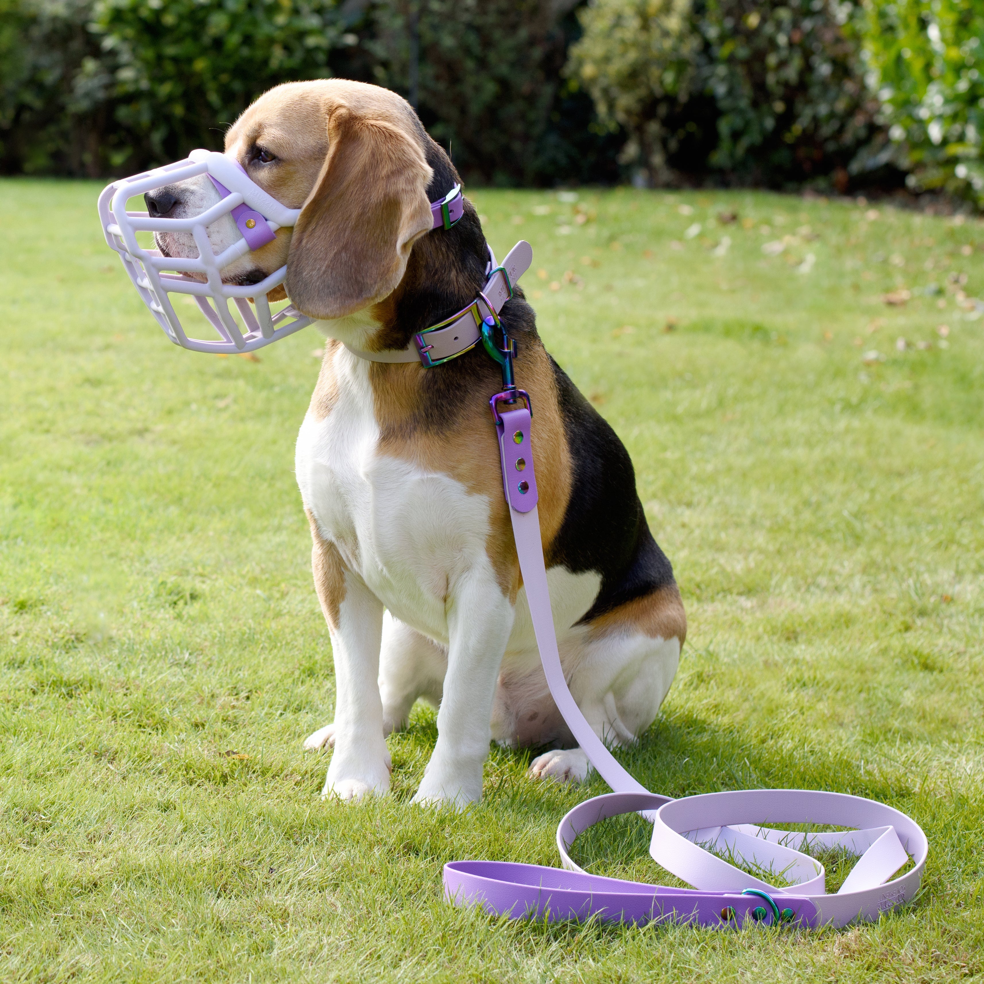 Muzzle, Collar & Lead Set - Bundle Savings