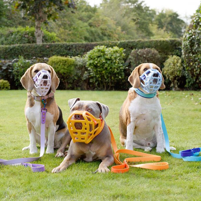 Customisable Collars and Leads