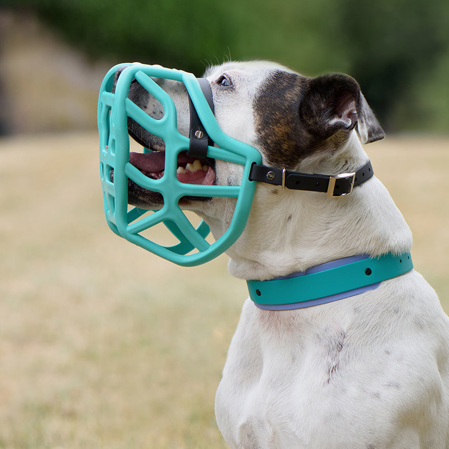 Made to Order Muzzles With Colour Customisation