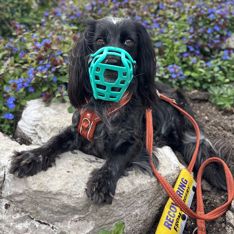 Mia Dog Muzzles