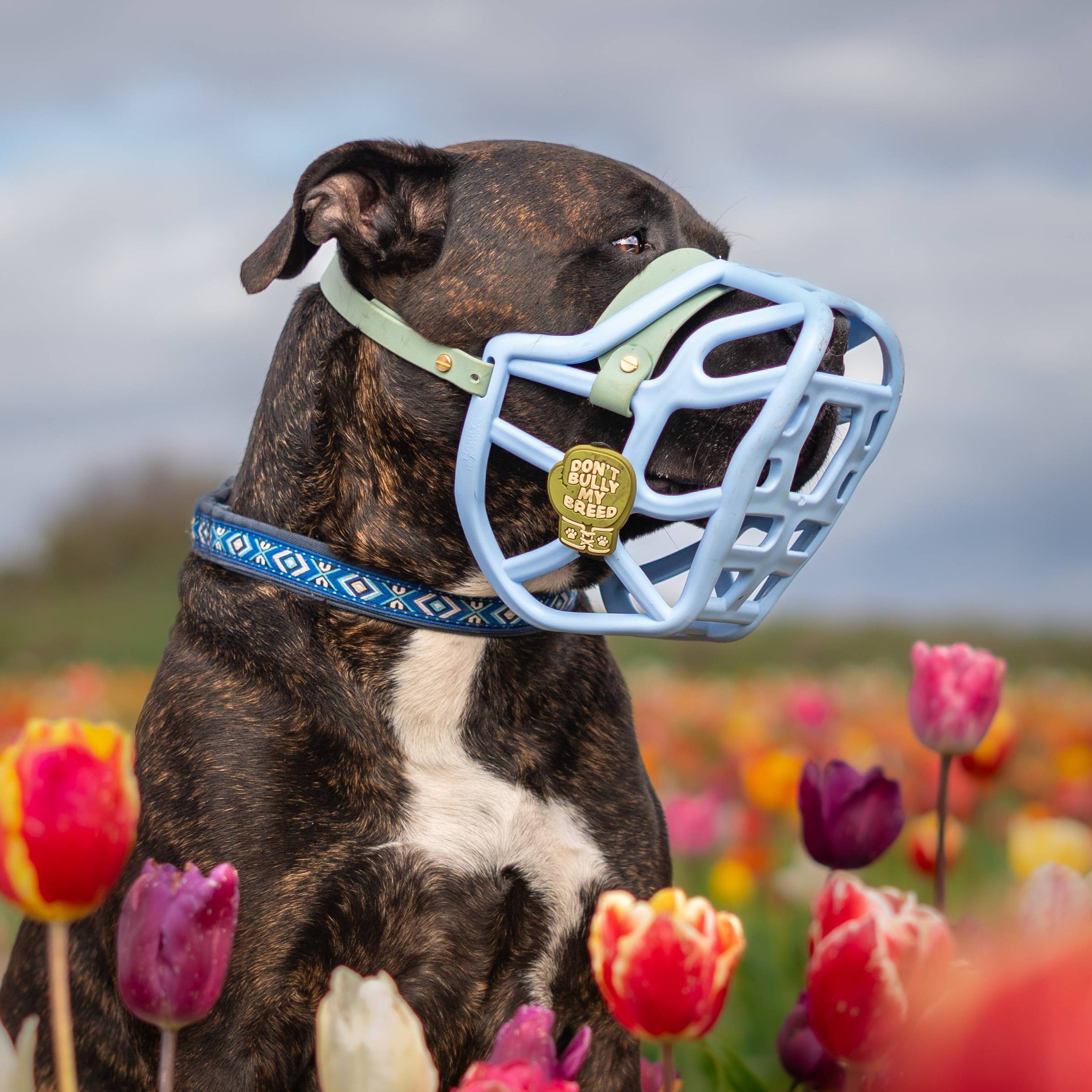 Snooties™ Muzzle Charms