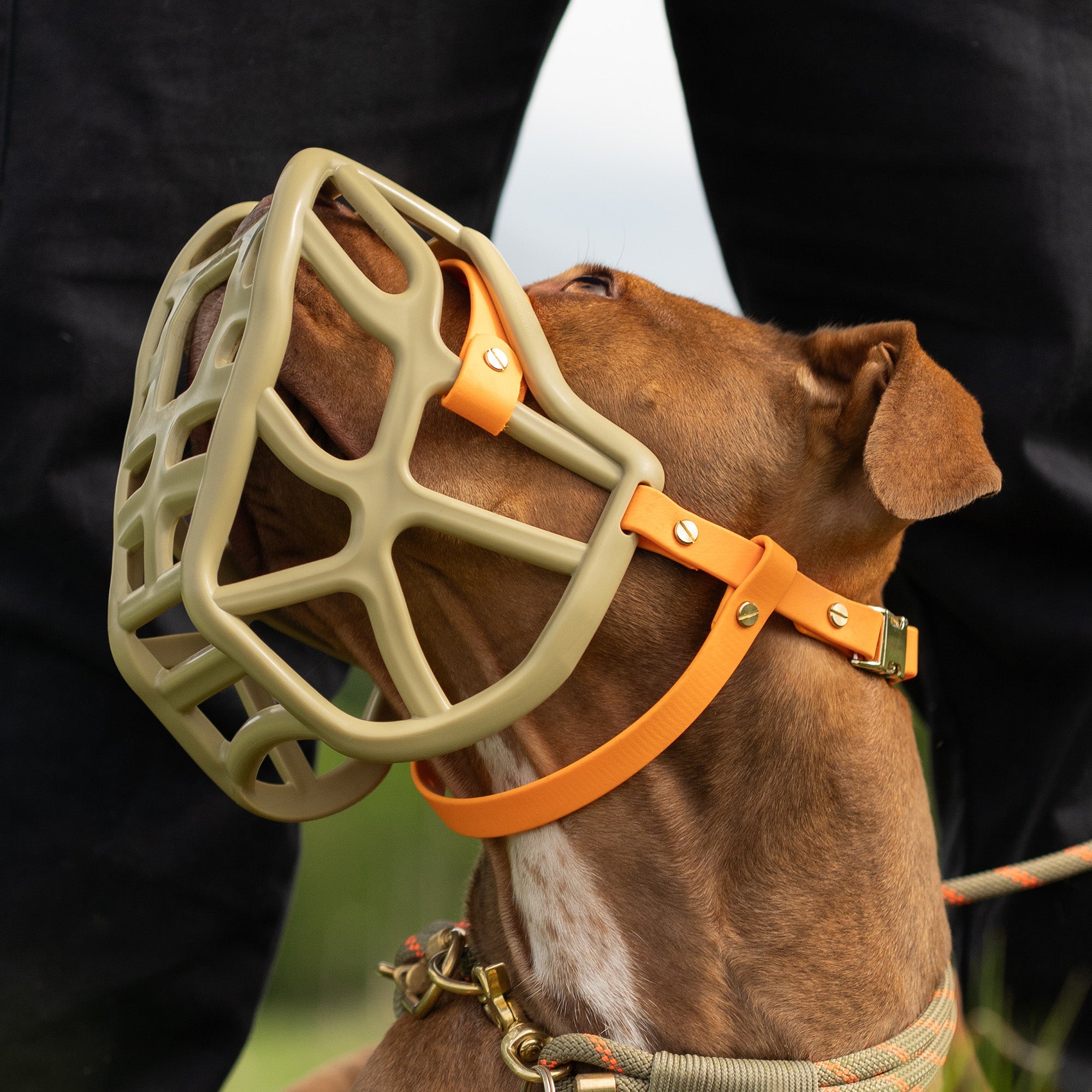 Hardware and Replacement Strapping for Muzzles