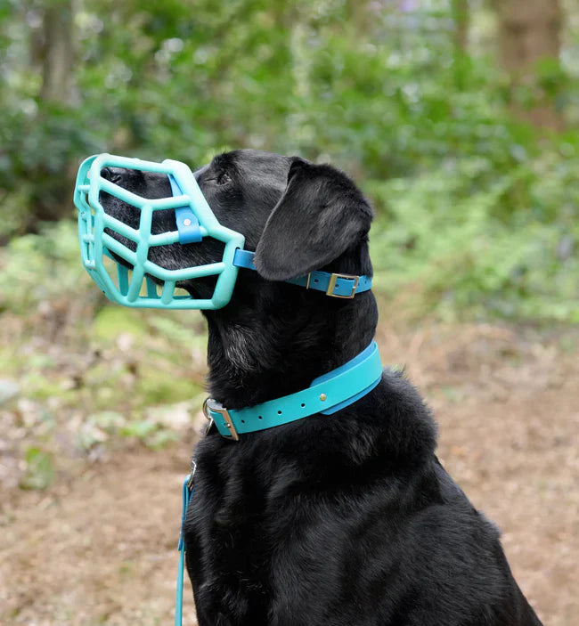 Collars